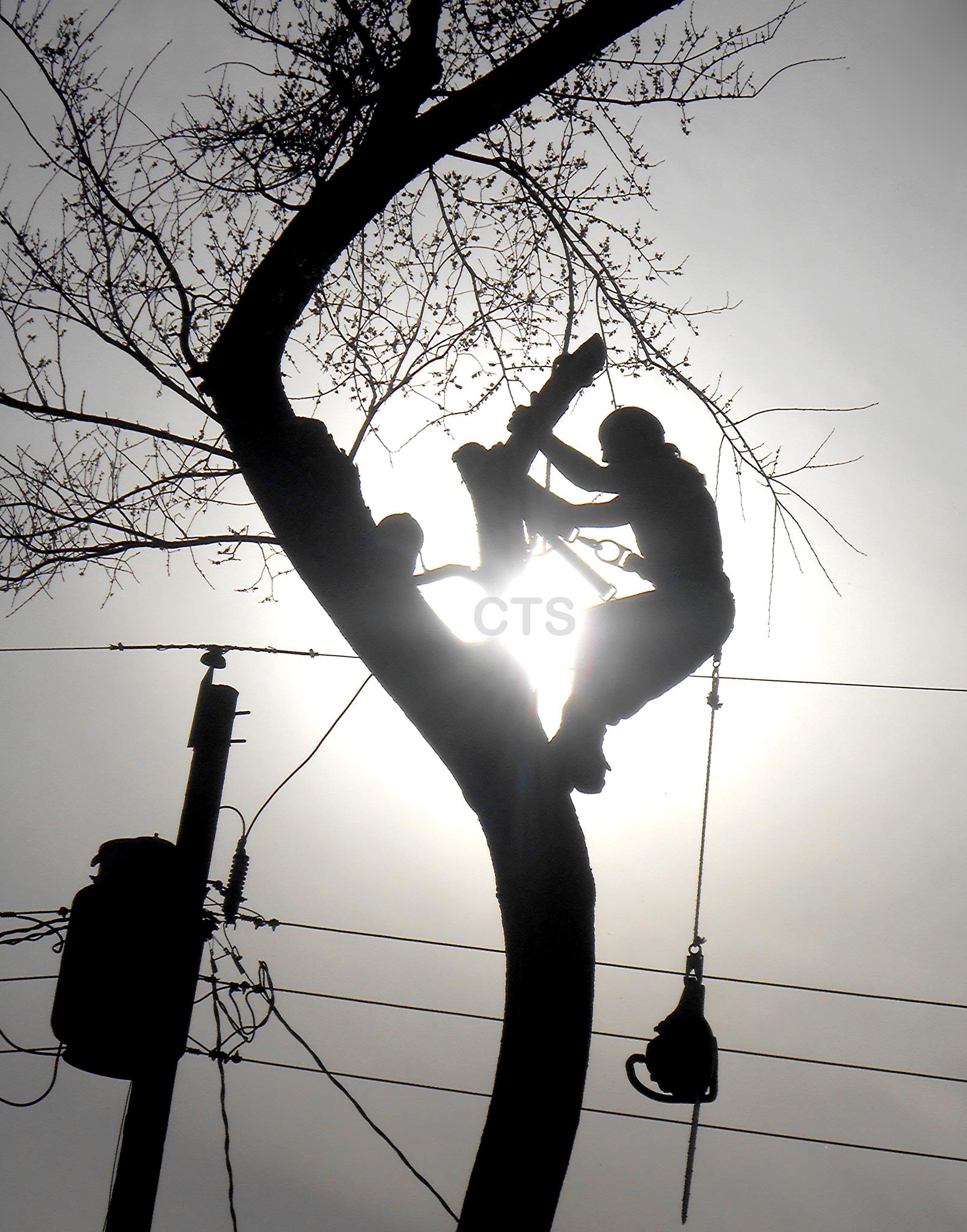 Carter Tree Service | Magazine AR
