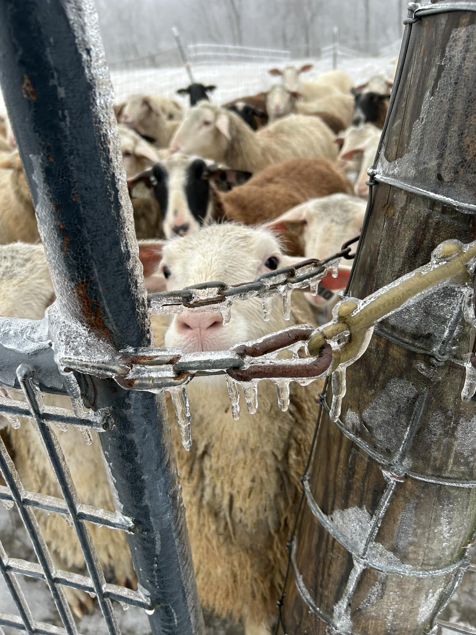 Raspberry Ridge Sheep Farm and the ATBA