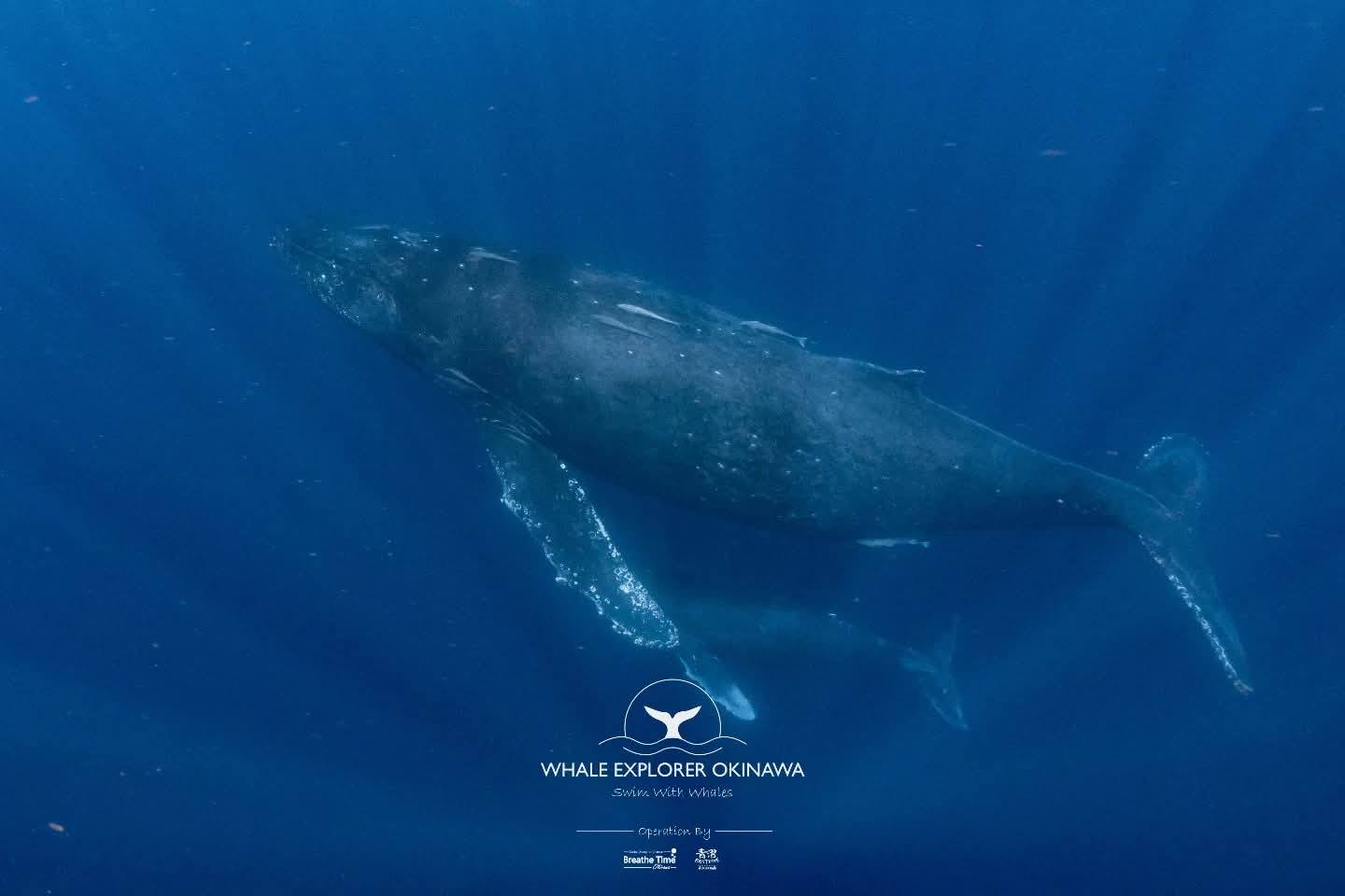 Whale Explorer Okinawa 沖繩與鯨共游 | Ginowan-shi Okinawa