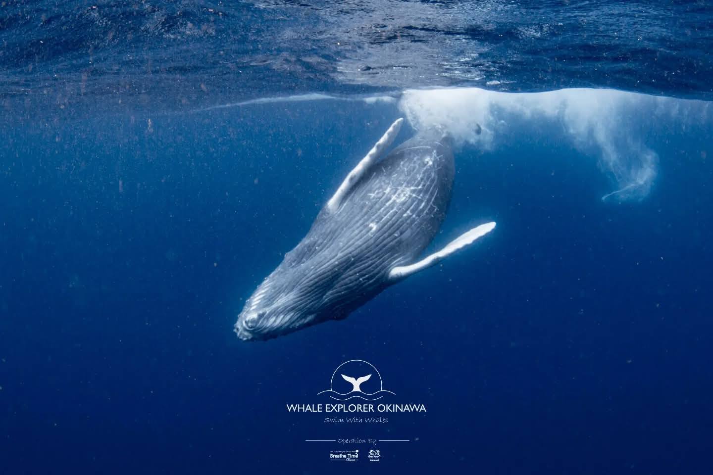 Whale Explorer Okinawa 沖繩與鯨共游 | Ginowan-shi Okinawa