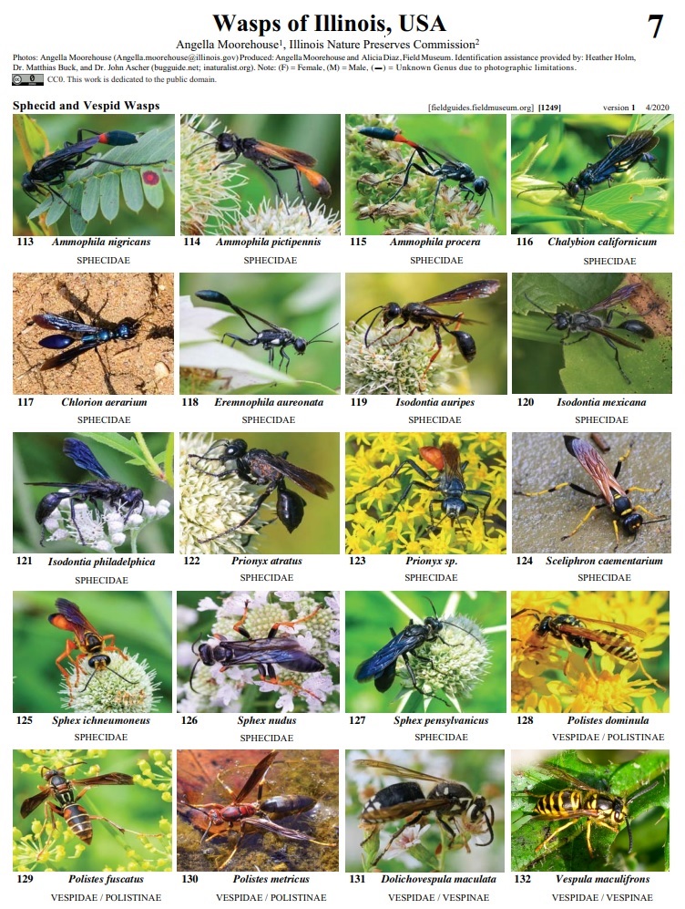 Wasps of Illinois, USA Field... - Hymenoptera Research | Facebook