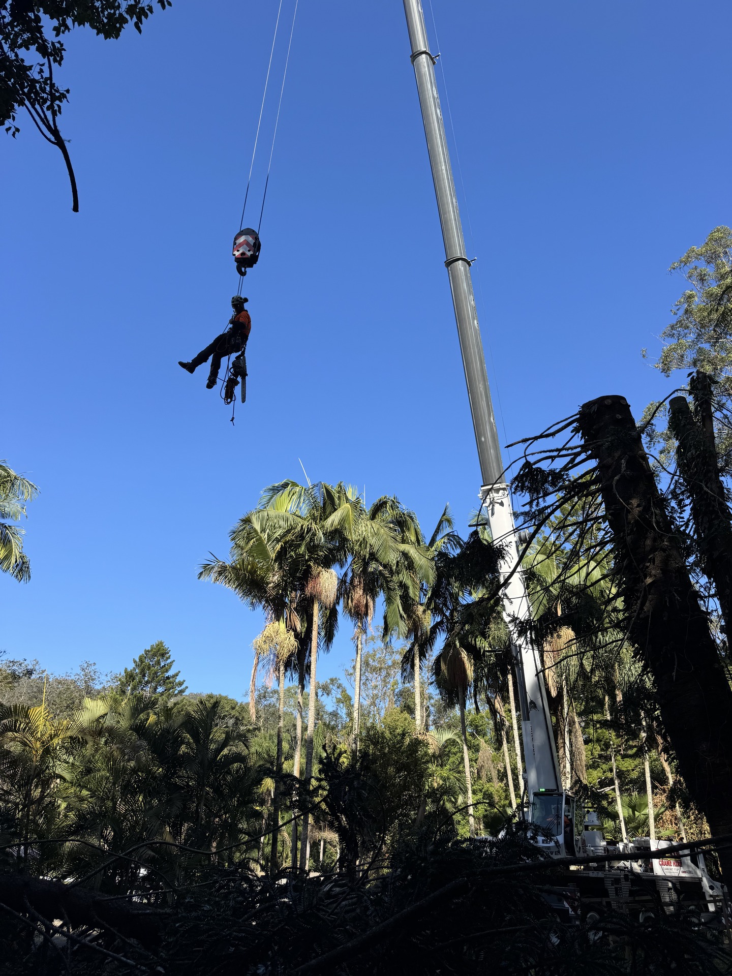 NexGen Tree Services Pty Ltd | Gold Coast QLD