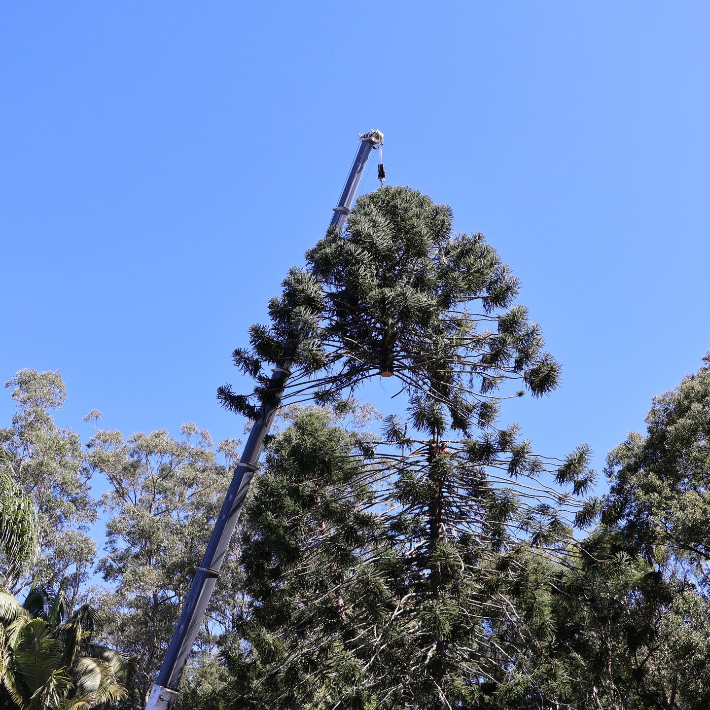 NexGen Tree Services Pty Ltd | Gold Coast QLD