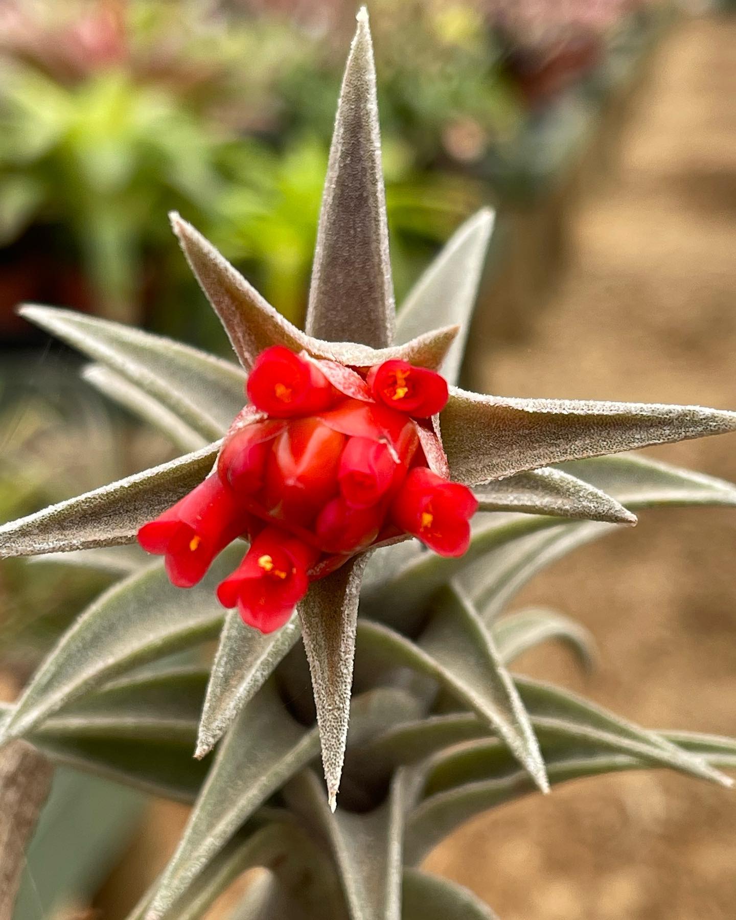 Tillandsia edithae var araucariifolia with vibrant red flower