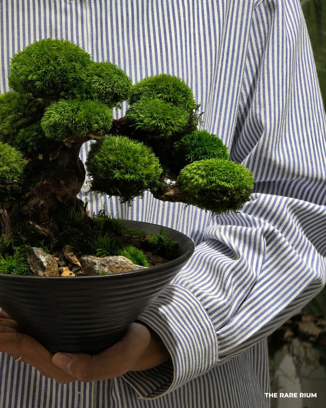 The Rare Rium - Plant &... - The Rare Rium - Plant & Moss Art