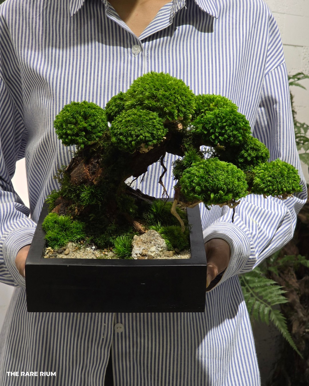 The Rare Rium - Plant &... - The Rare Rium - Plant & Moss Art