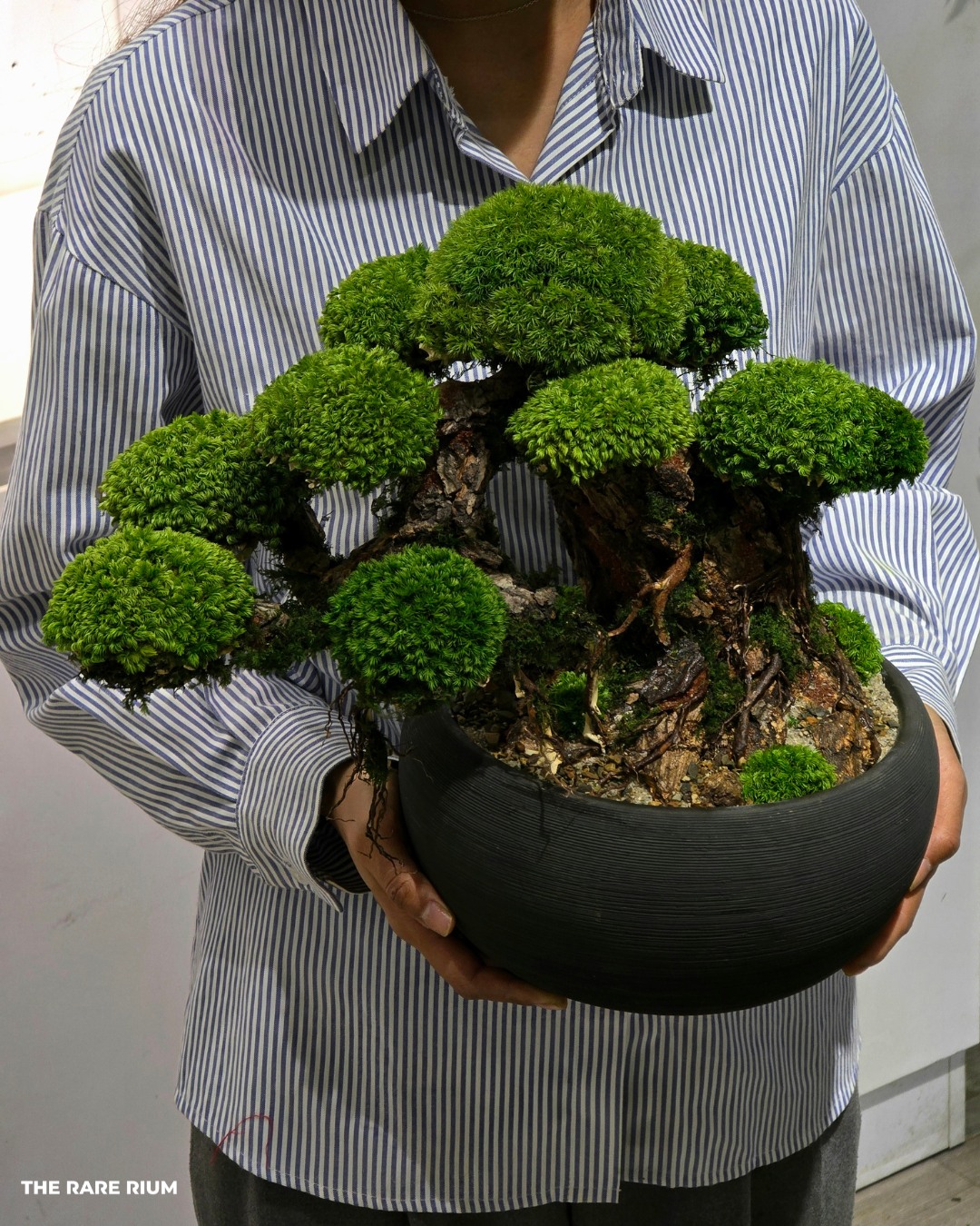 The Rare Rium - Plant &... - The Rare Rium - Plant & Moss Art