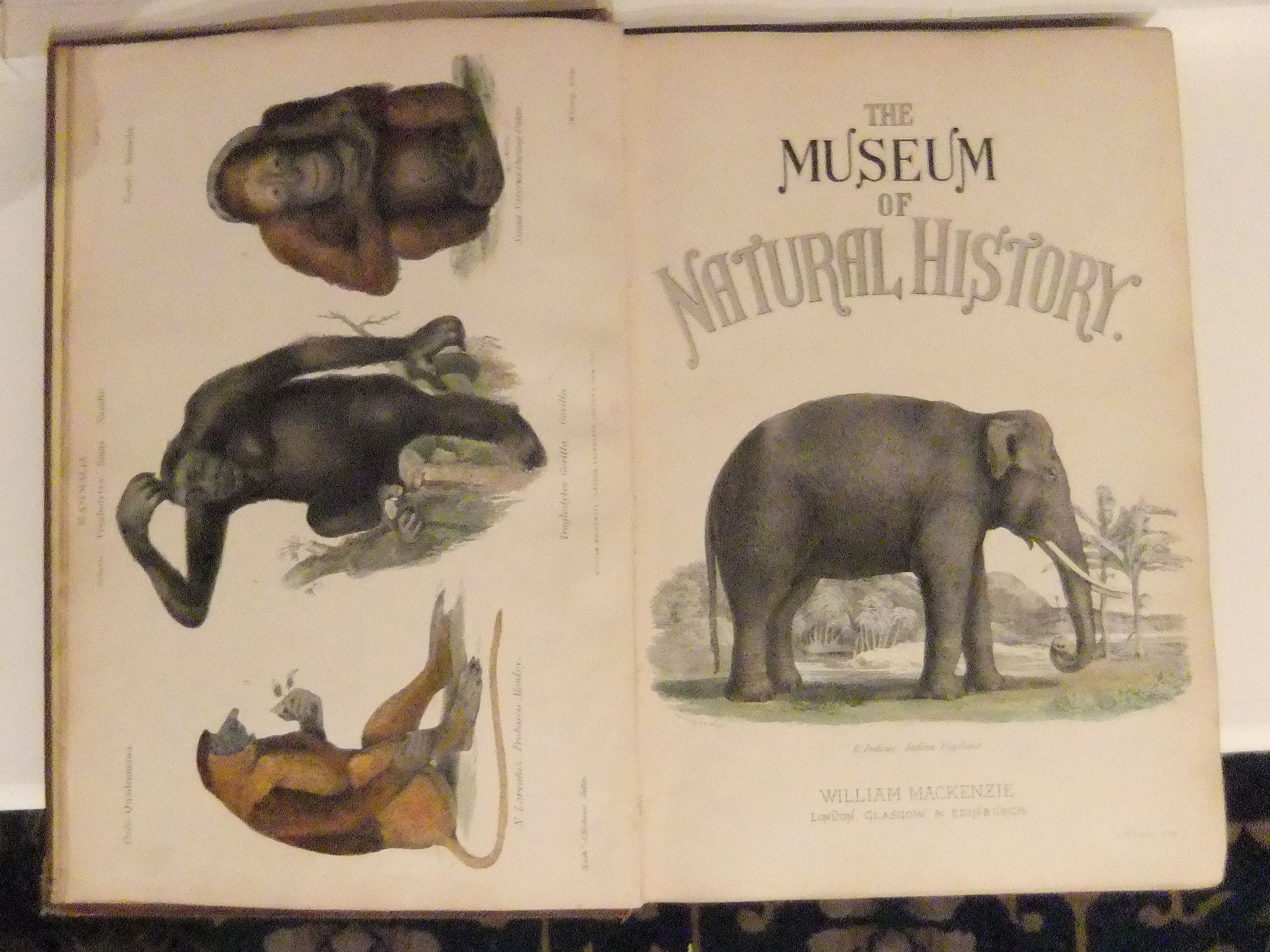 Extremely RARE.. BIG SIZE BOOK. 