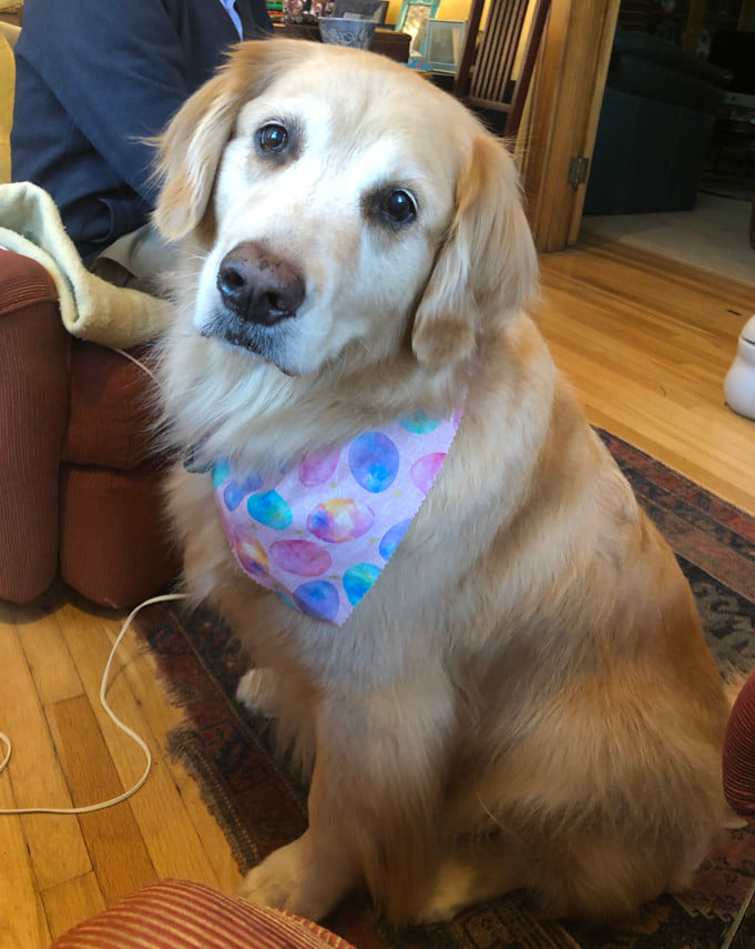 BarkWiki - ️ 🐶 A Dog's Happy Life Story - Patsy Cline is...
