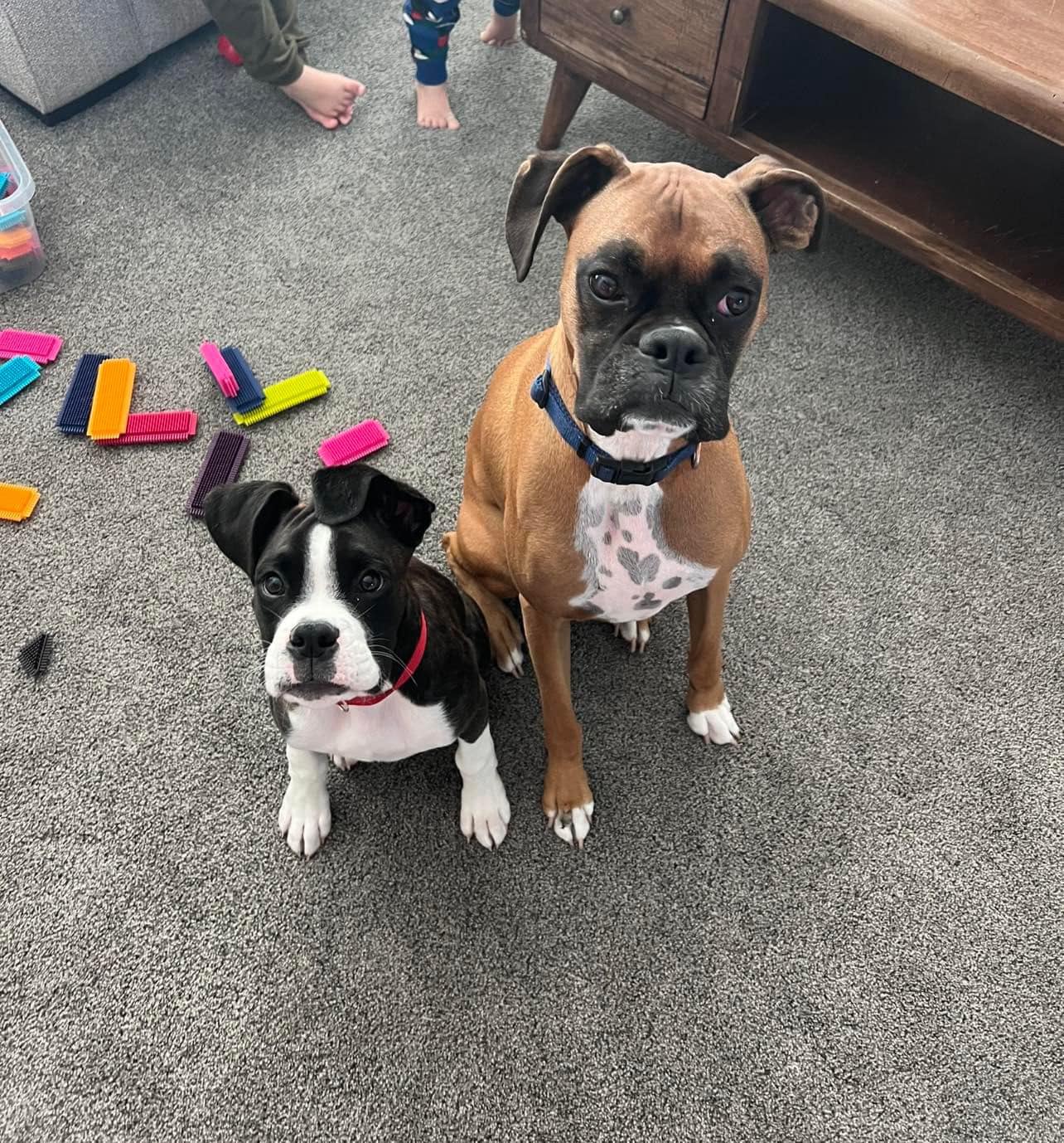 Parsons Boxer Pups added a new photo. - Parsons Boxer Pups
