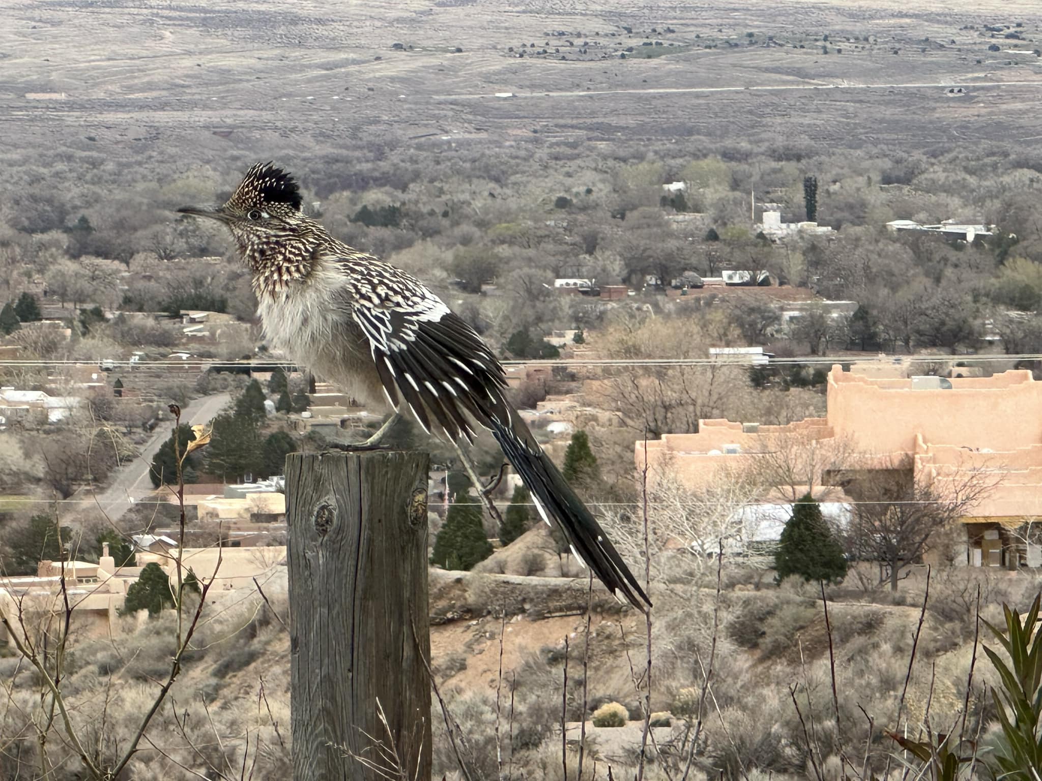The Roadrunner Project