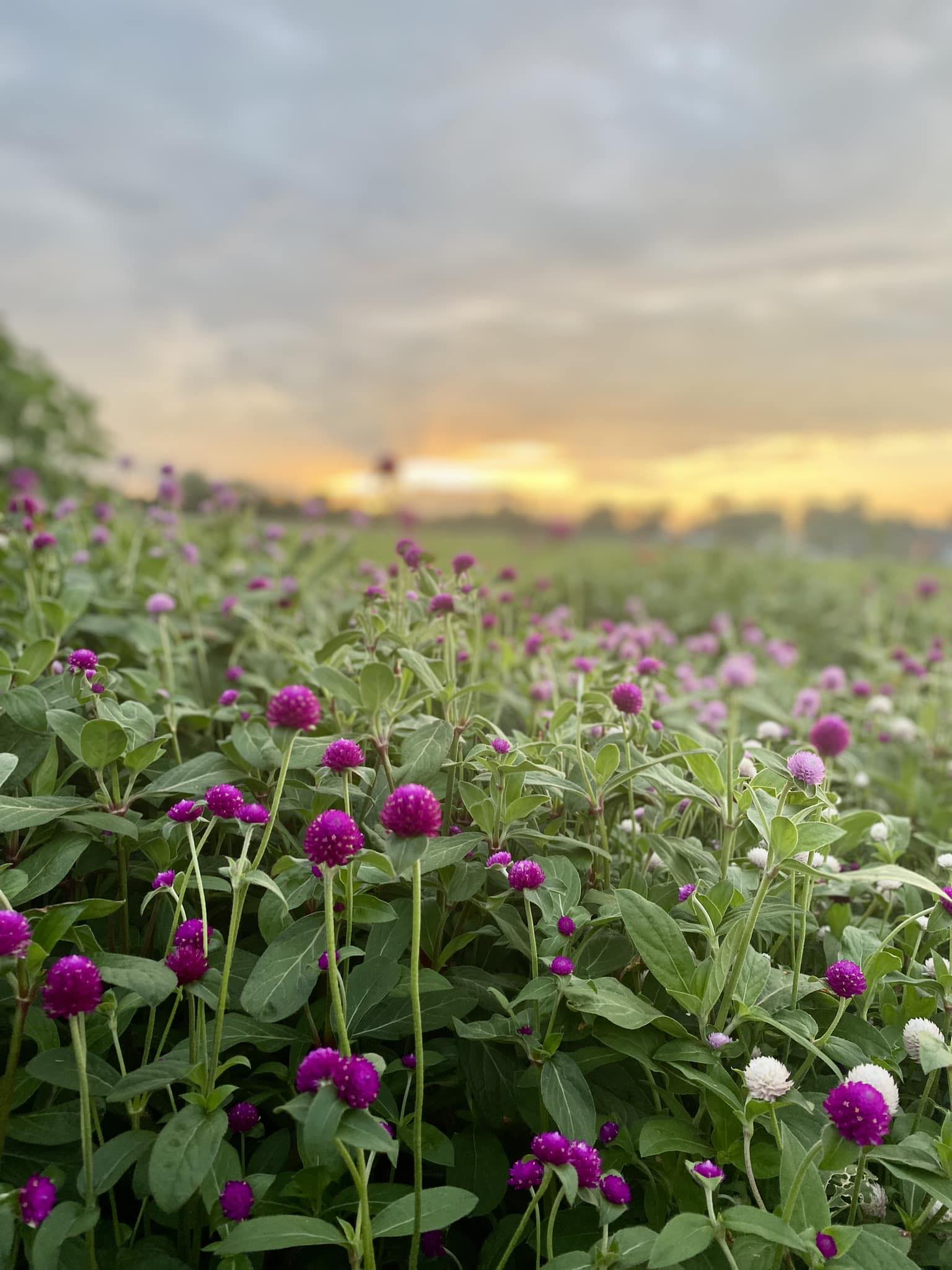 Feezor Road Flowers | Farmington MO