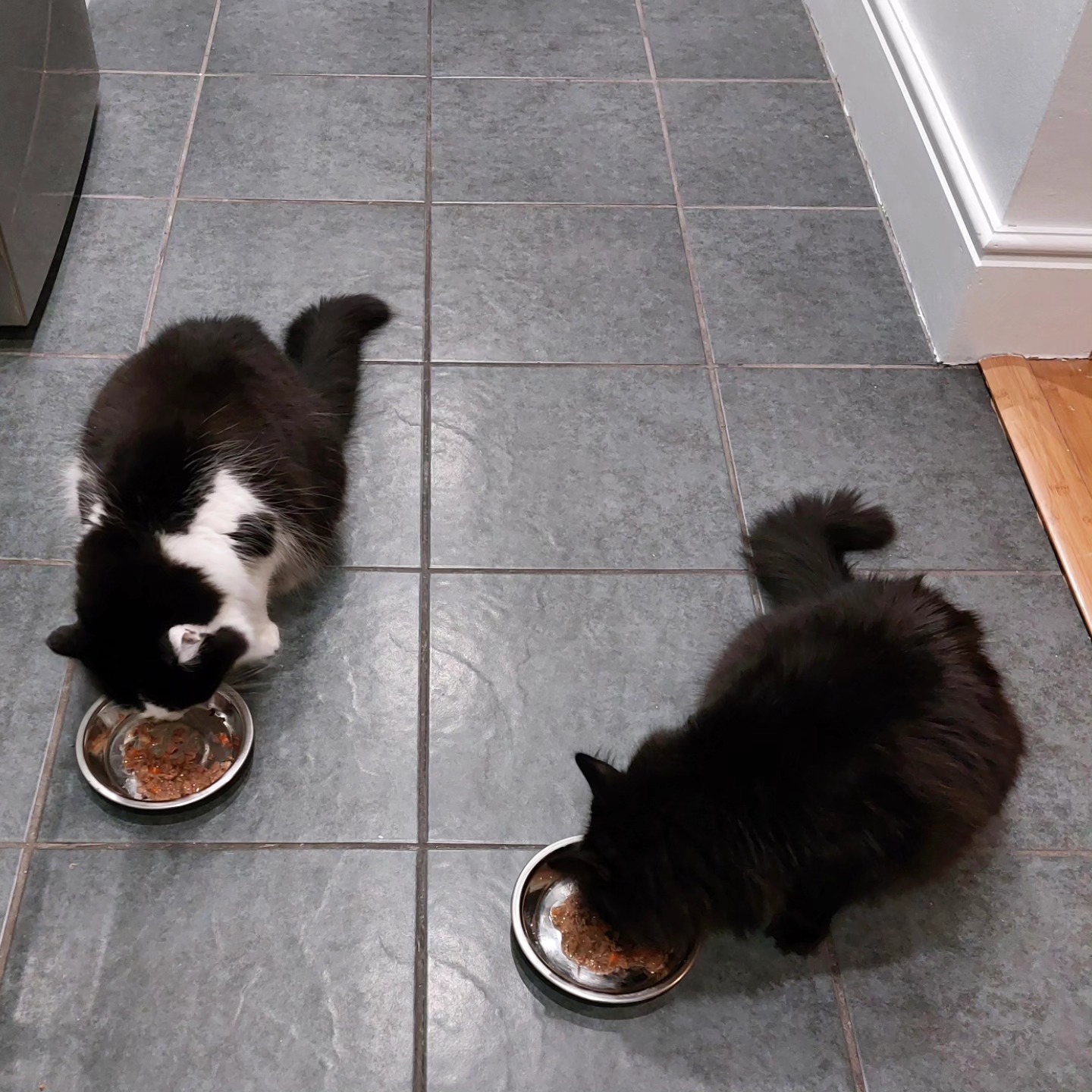 Team Cat Notts - Today we received a delivery of... | Facebook