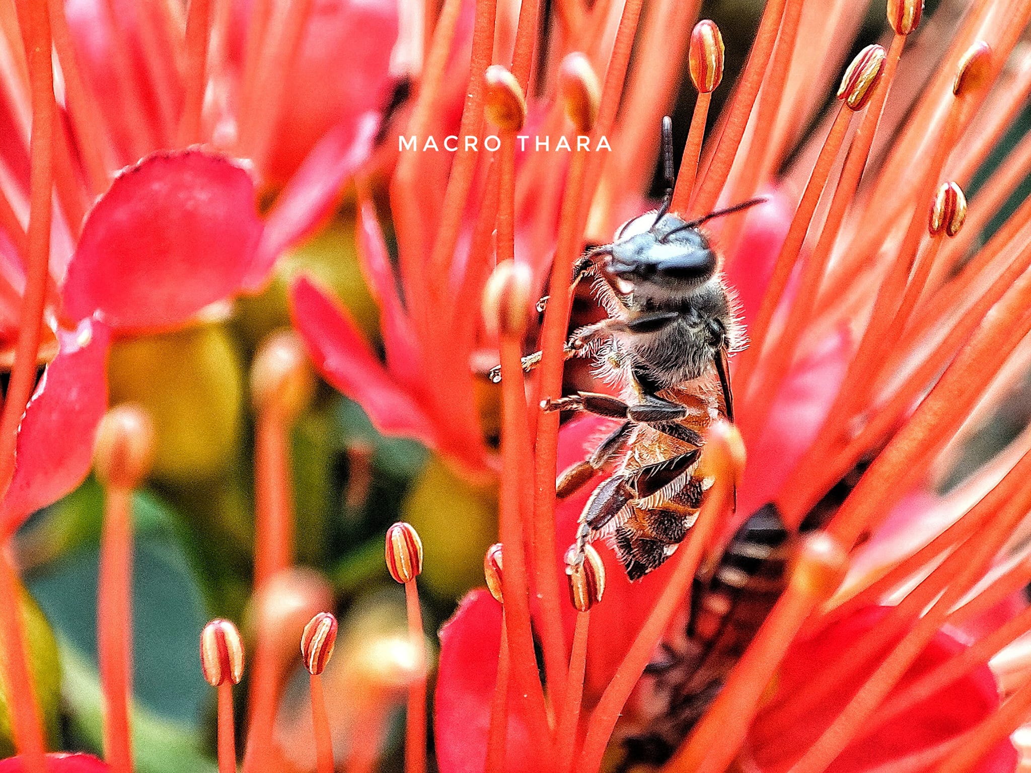 Macro Thara