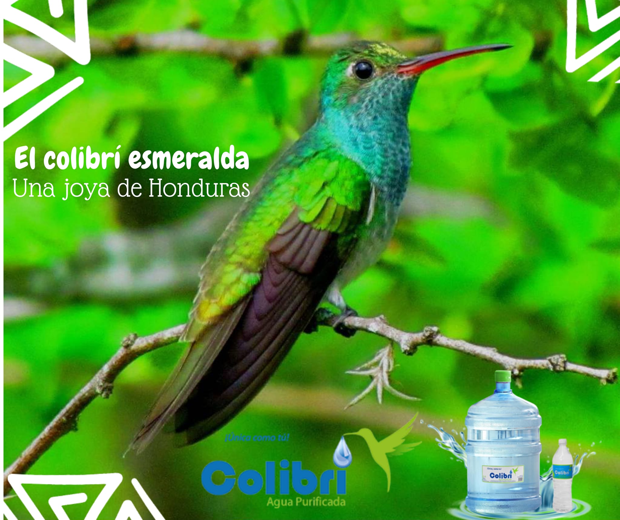 el-colibr-esmeralda-joya-de-agua-purificada-colibr