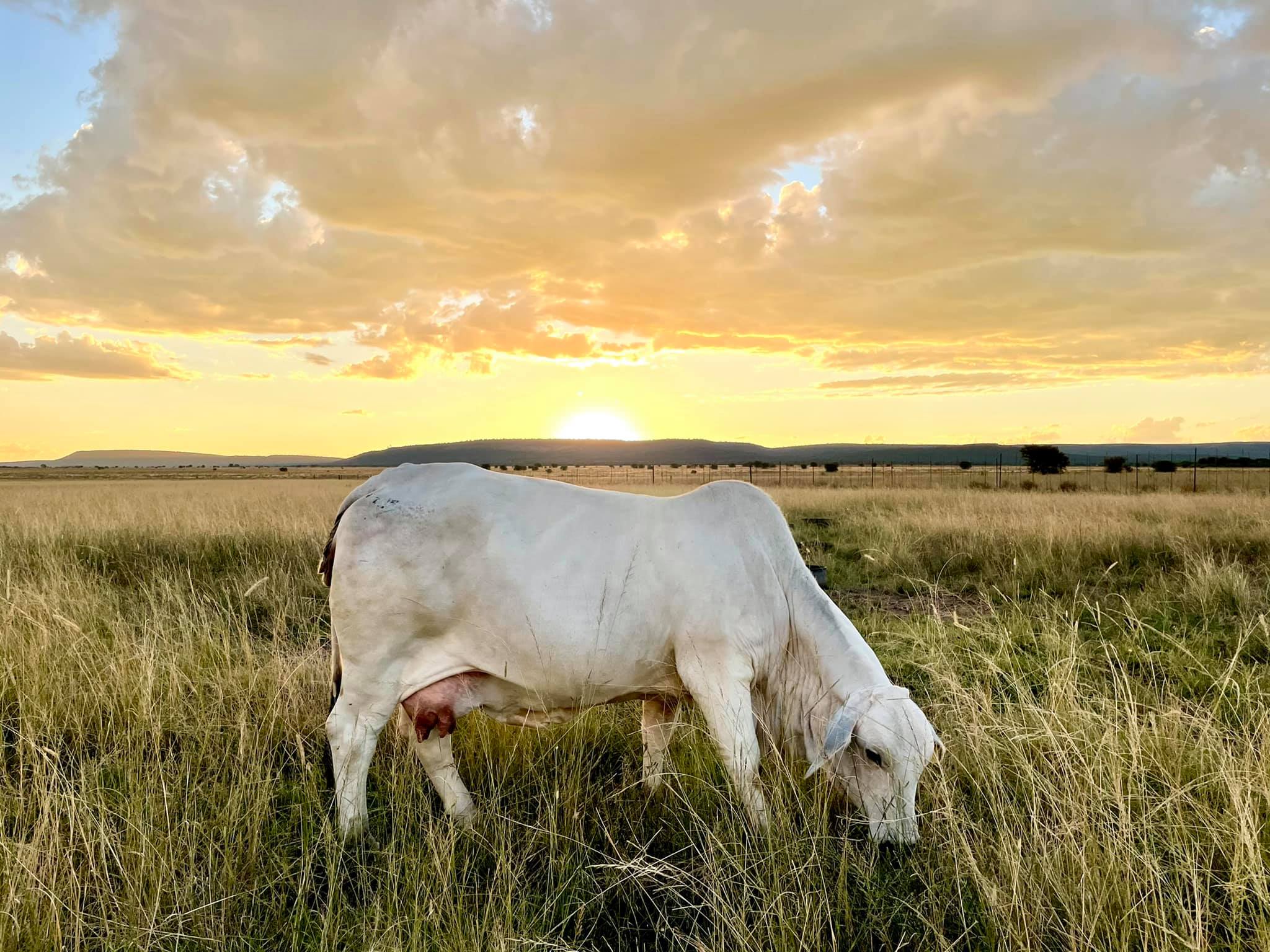 Mega Value Simbra & Brahman... - Mega Value Simbra & Brahman