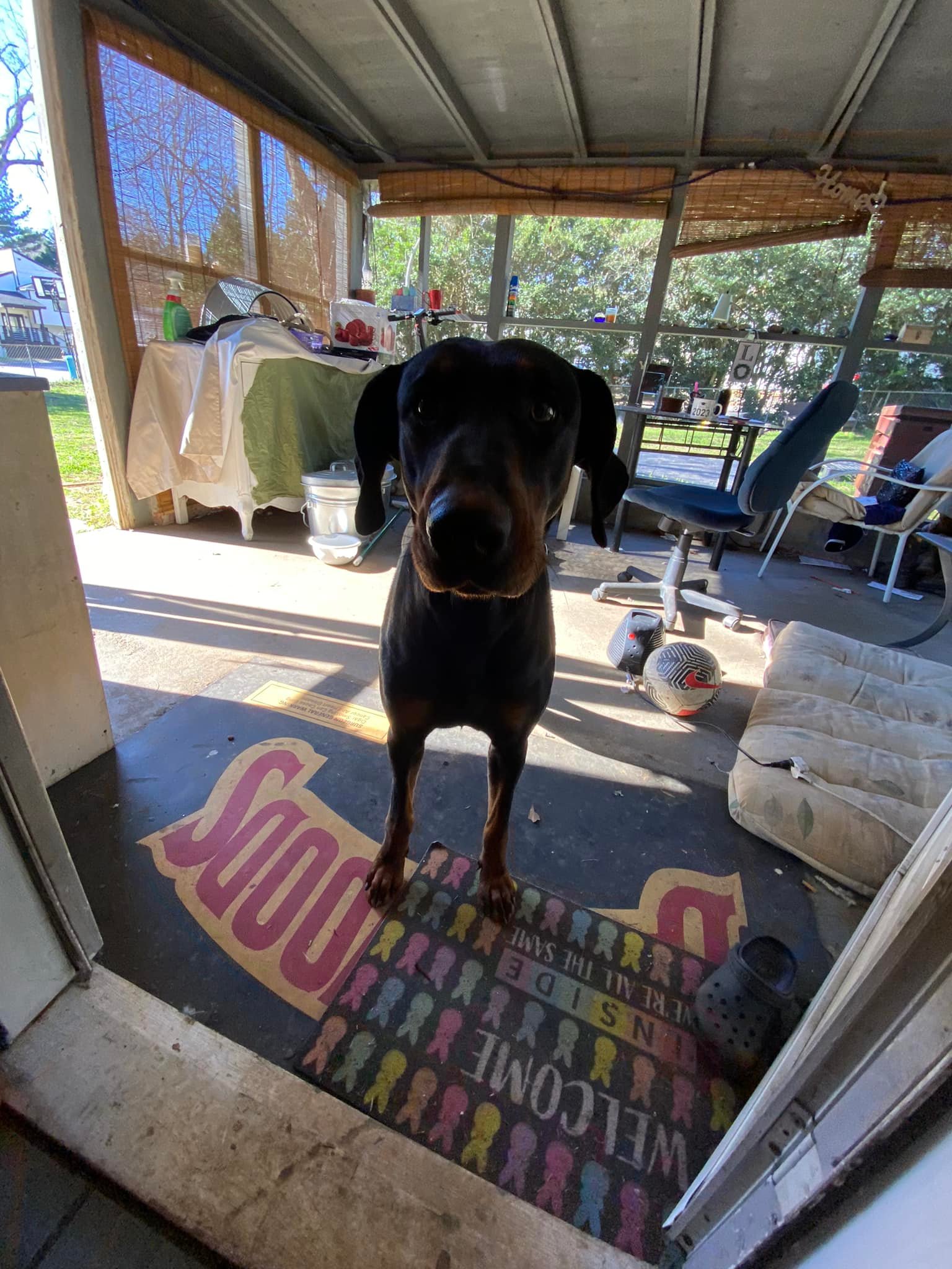 sweet dober man girl found on anistown!! 4704692842