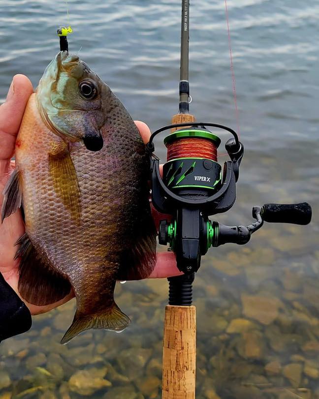 cool viper fishing reel X Spinning High Speed Reel 2000 / Ordinary / Green speed retrieve helps every angler battle the solid and fast runs of the biggest fish. Piscifun Viper X Spinning Reels,