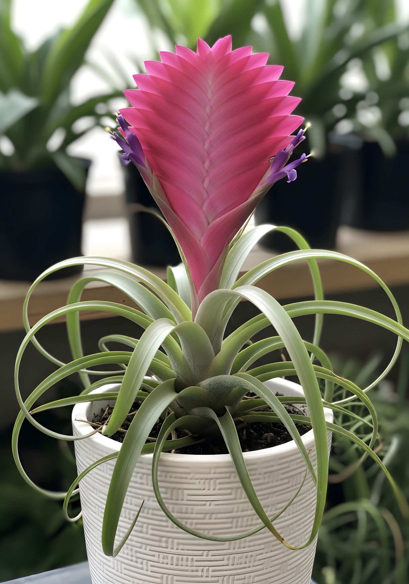 Tillandsia cyanea bromeliad plant