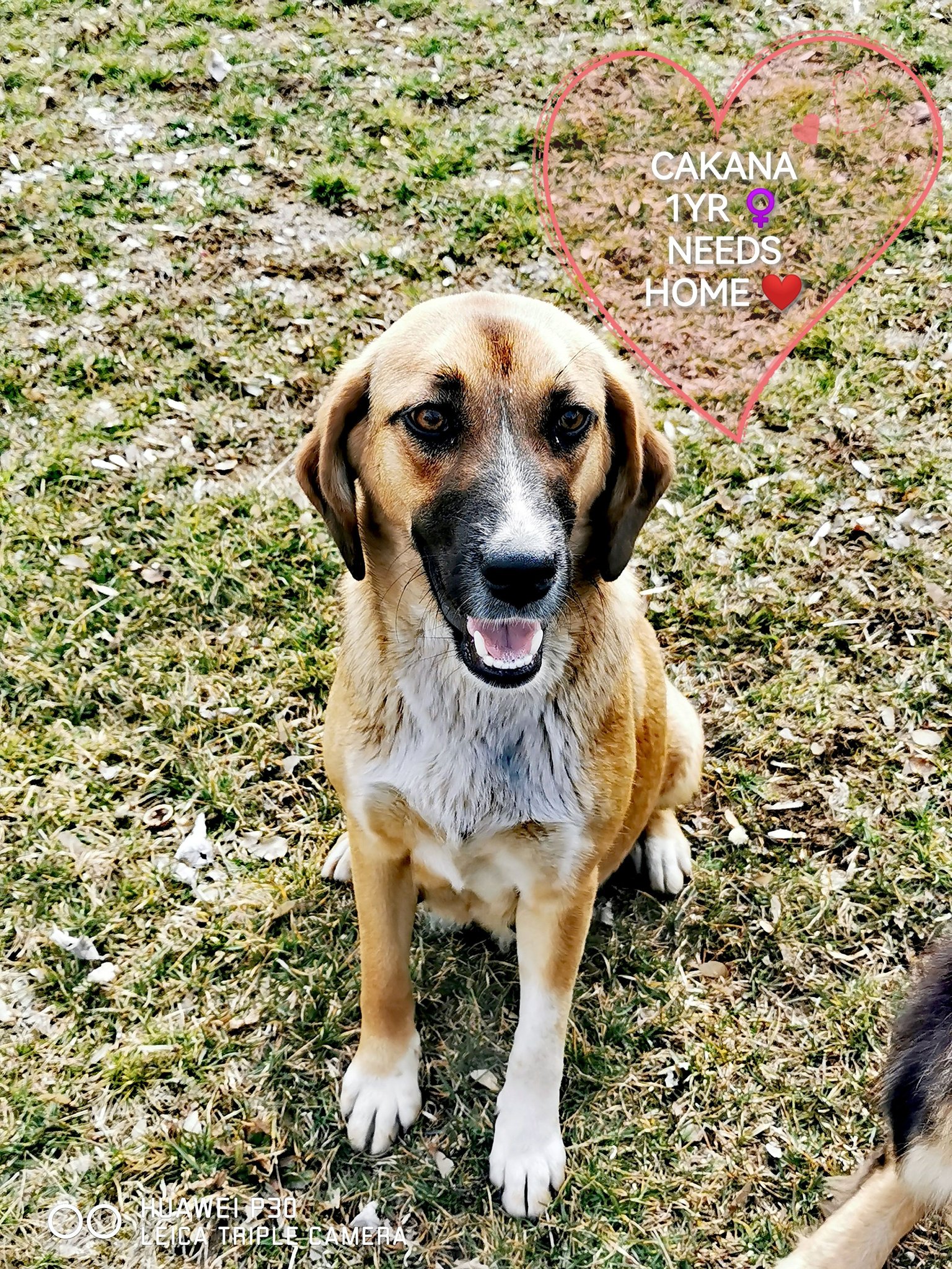 Roaming Tails Rescue