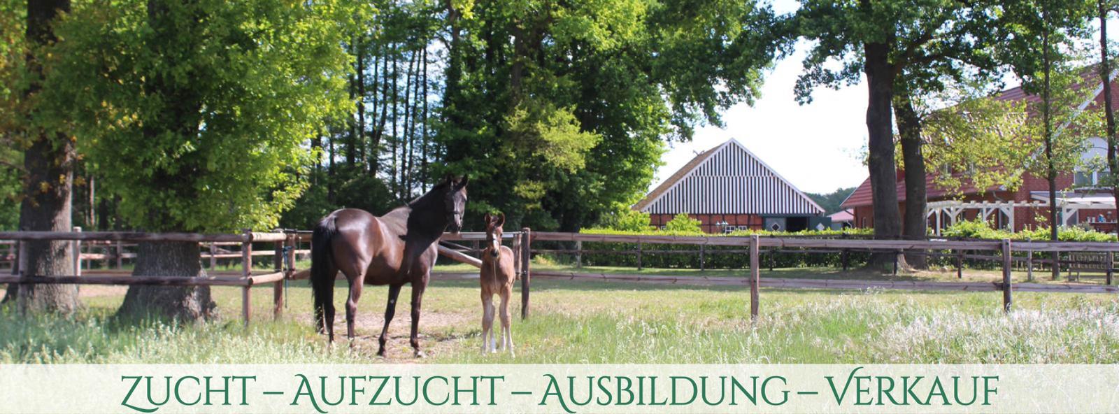 von Rönne Equestrian added a new photo. - von Rönne Equestrian