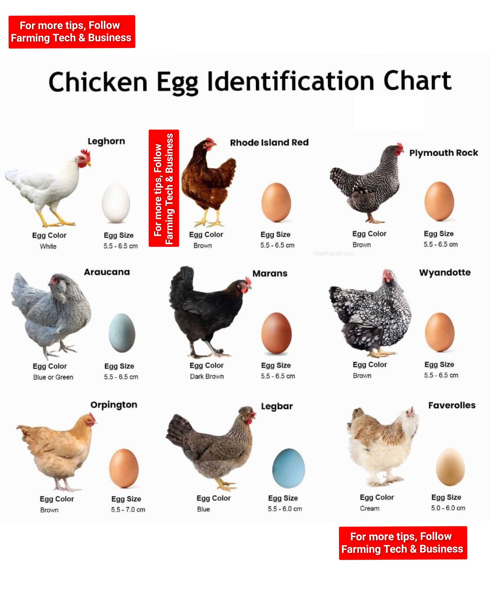 Farming - THE ULTIMATE CHICKEN EGG COLOR IDENTIFICATION CHART FOR ...
