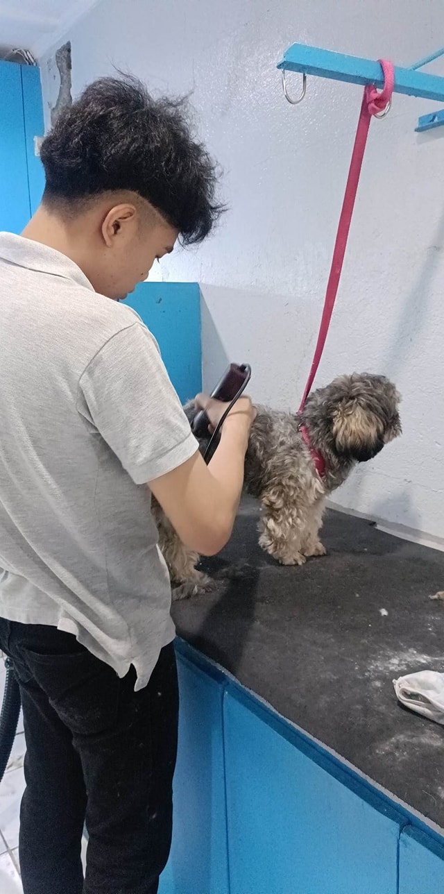 Pet grooming reduces the chance of ear infections, skin issues, and is ... - Low Cost Pet Grooming For Dogs With Ear Infections And Skin Issues