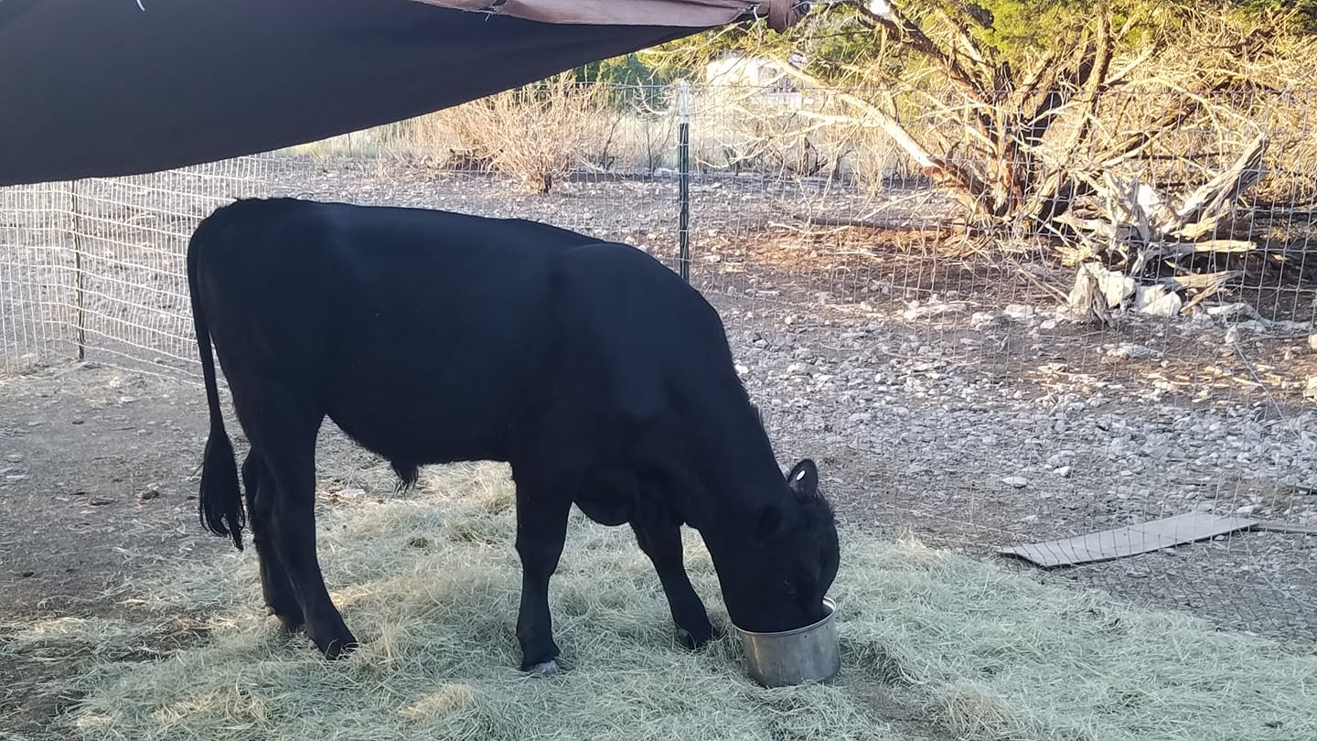 Norcross Ranch - New Bull fr: Double Draw Ranch