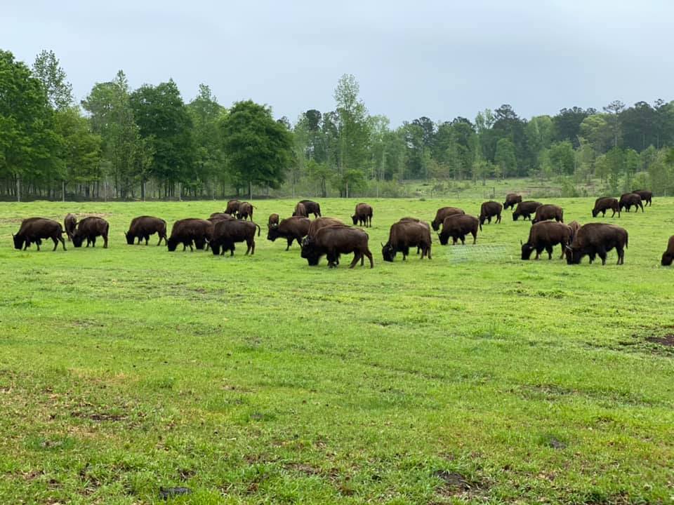 Georgia Bison Company