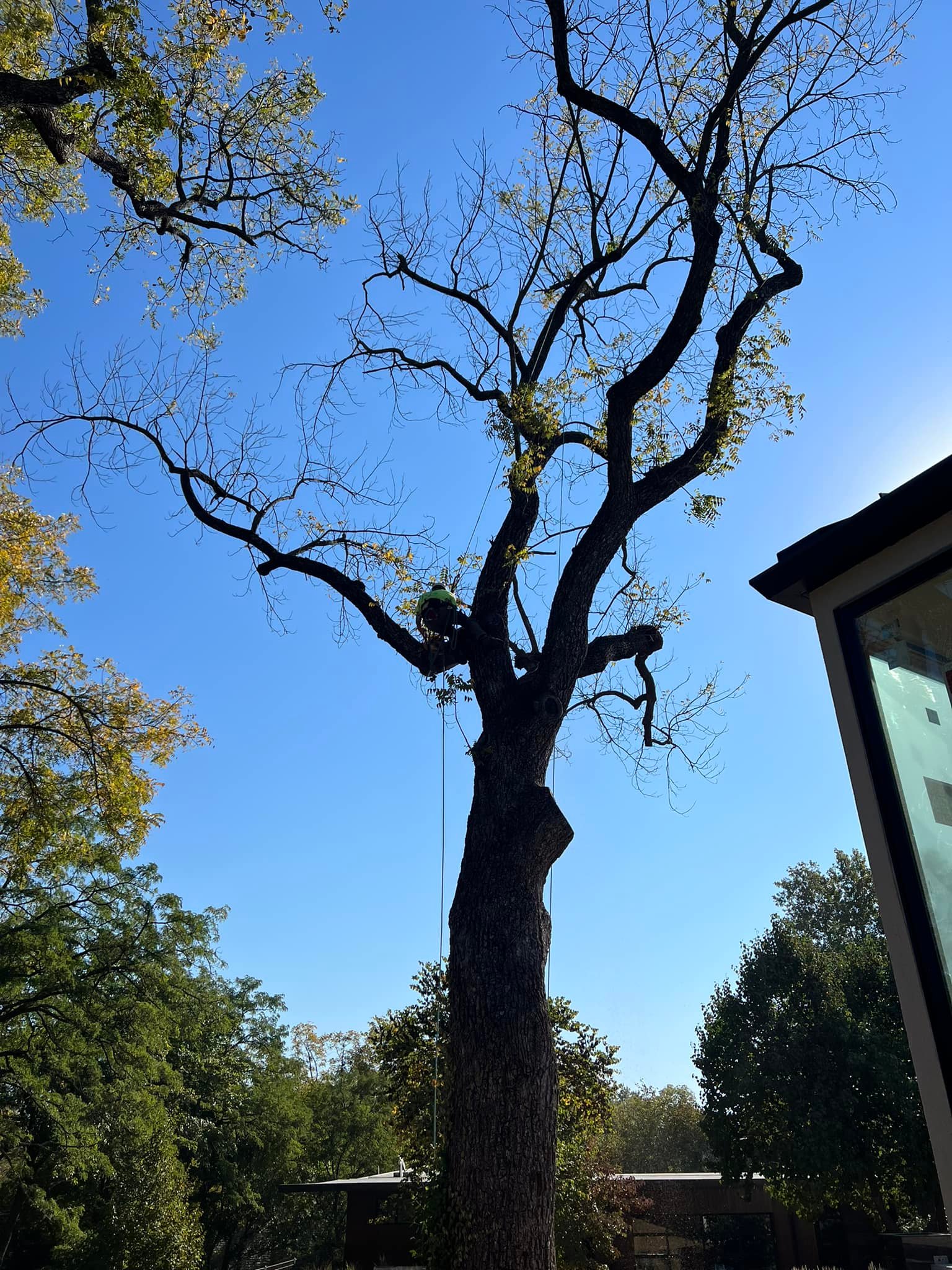 RC Tree Service | Kansas City MO