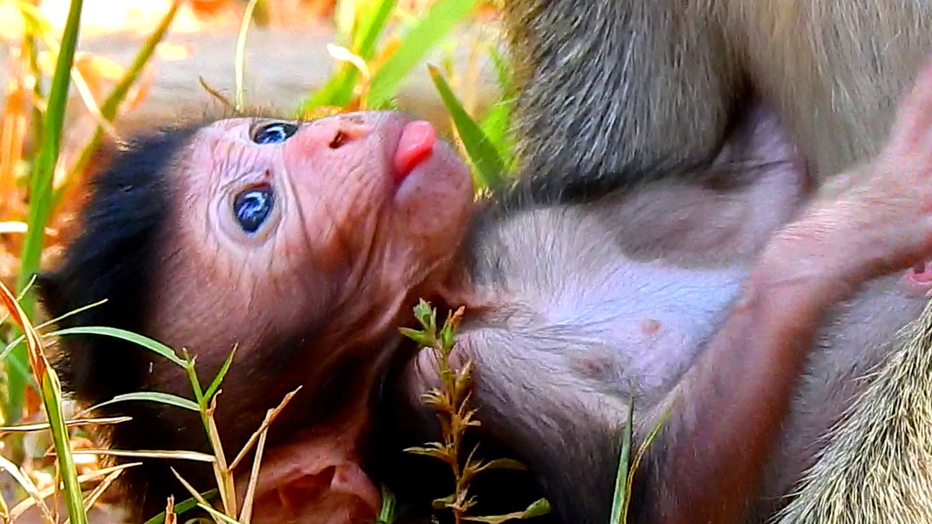Monkey... - Monkey World Rescue and Rehabilitation Center
