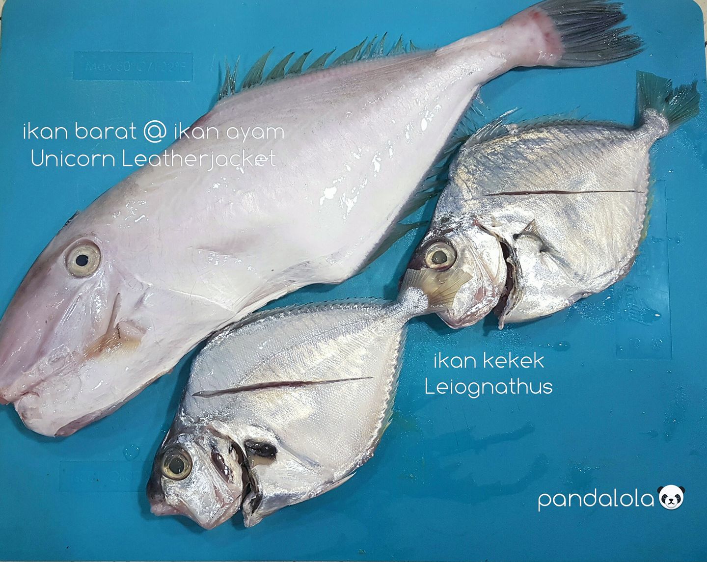 Pandalola Fish Tale Jarang Masak Dua Ikan Ni Tapi Kalau Pergi Kedai Masakan Panas Suka Jugak Order Ikan Barat Bakar Kecik Kecil Dulu Arwah Ibu Suka Buat Percik Saya Selalu