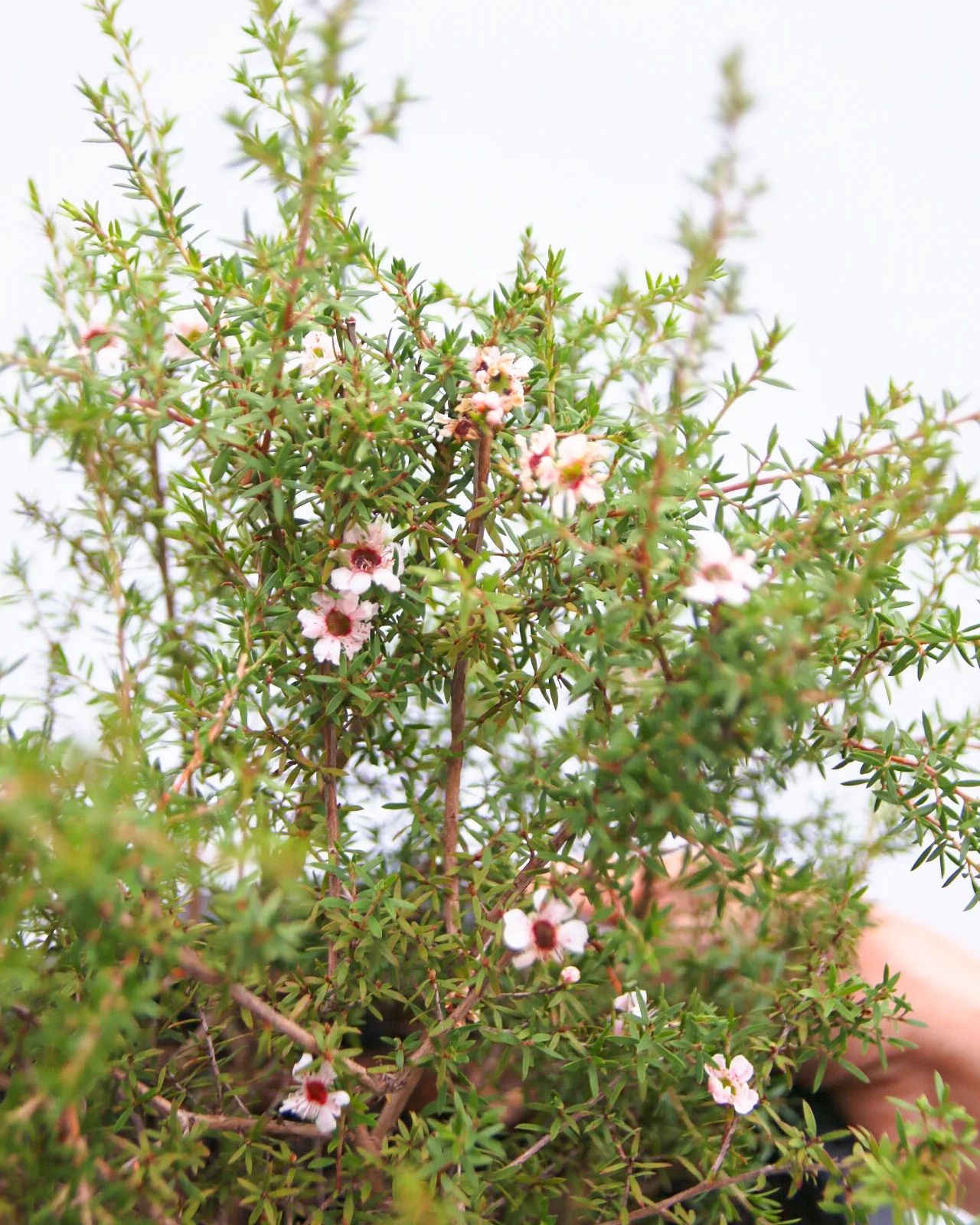 Plant_on_Earth - Manuka /Tea Tree , Leptospermum scoparium... | Facebook