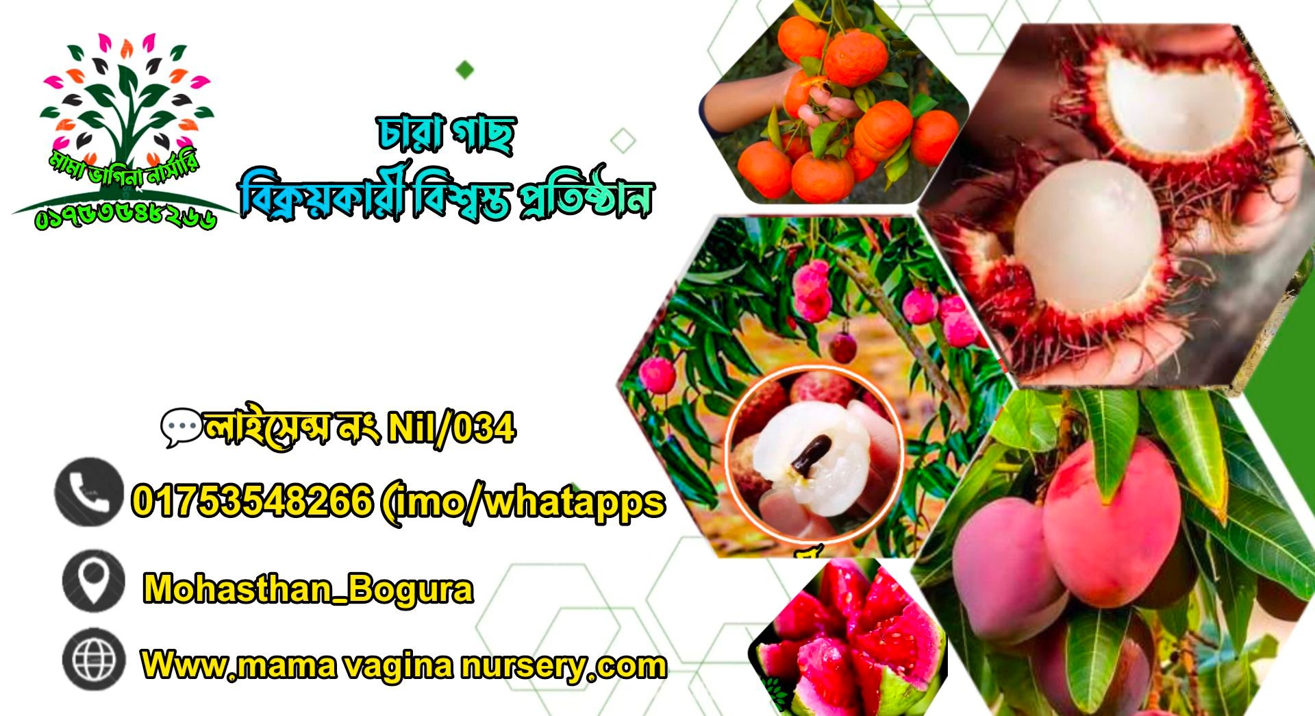 মামা ভাগিনা নার্সারি | Bogura