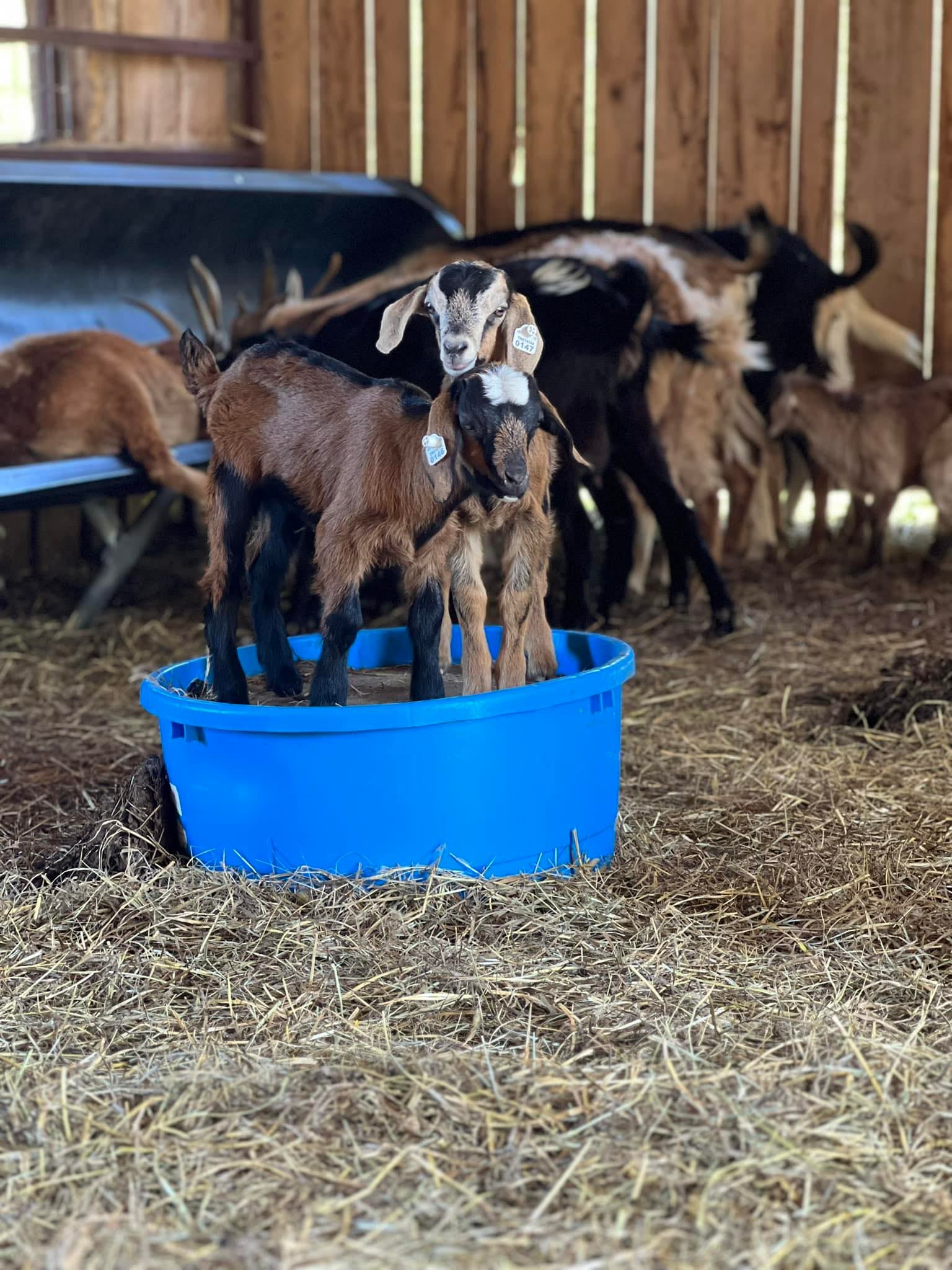 Sevier Valley Goat Ranch added... - Sevier Valley Goat Ranch