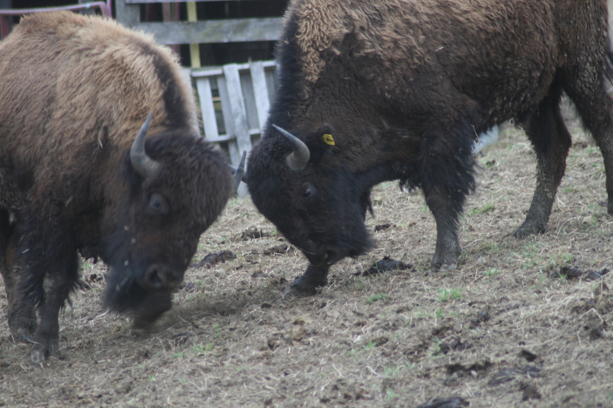 Boss Bison Ranch | Cadiz OH