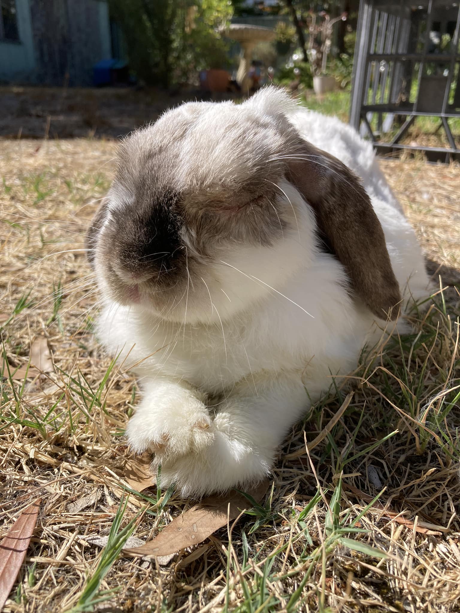 Kelly's Rabbit Warren Rescue Inc. | Bendigo VIC