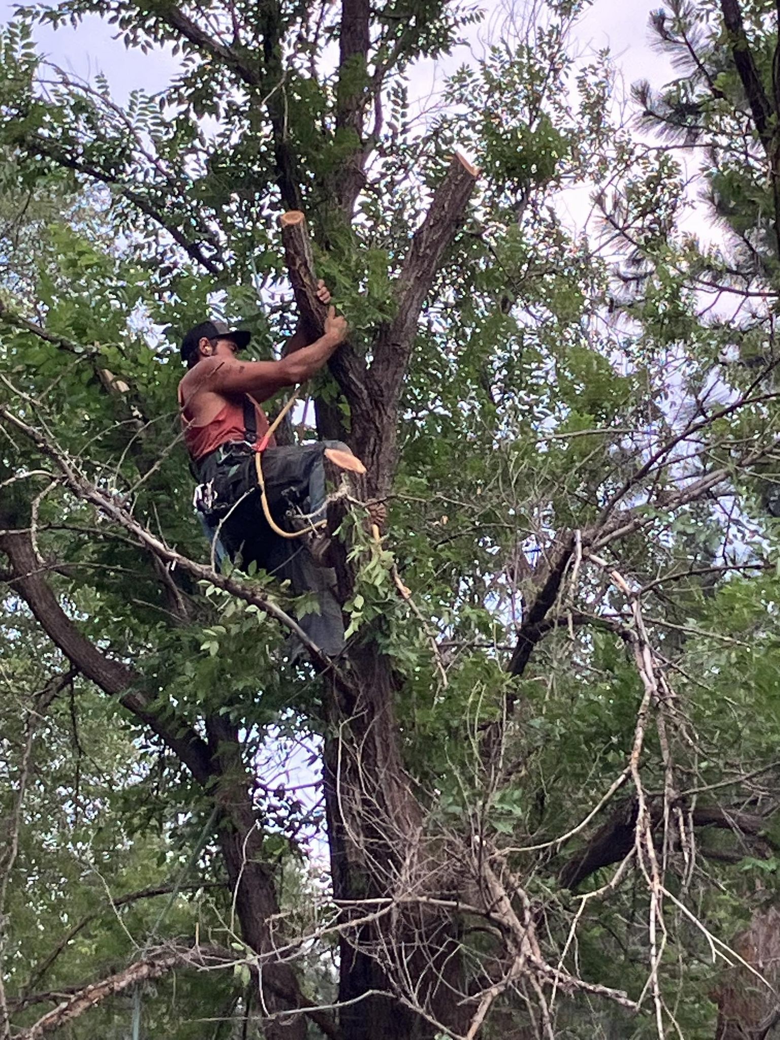 Old Growth Tree Service | Sandpoint ID