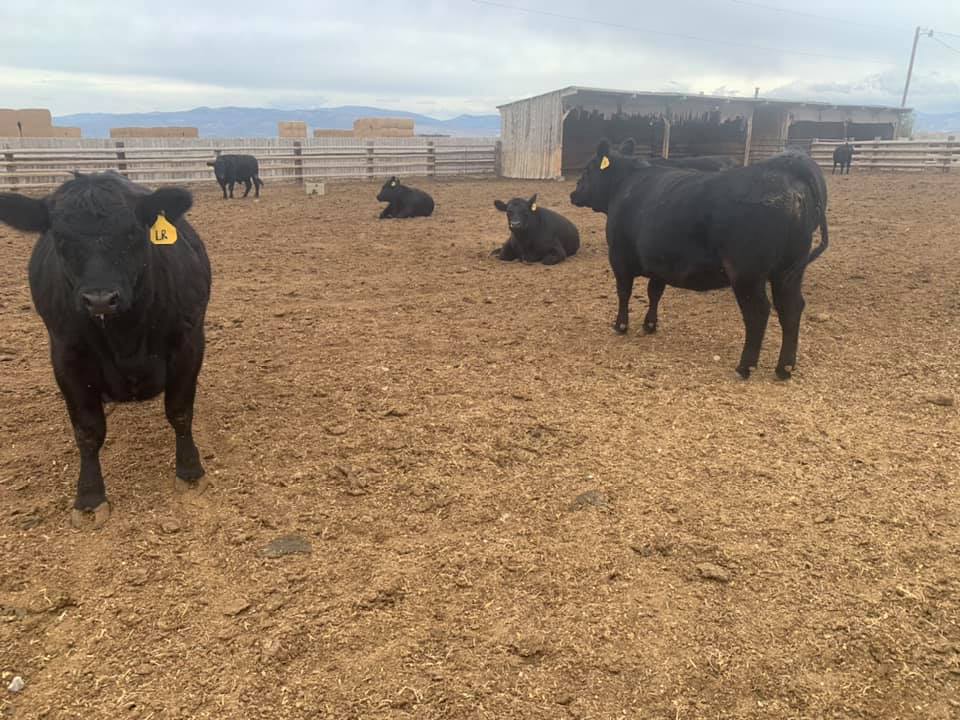 Lund Ranch Angus | Gunnison UT