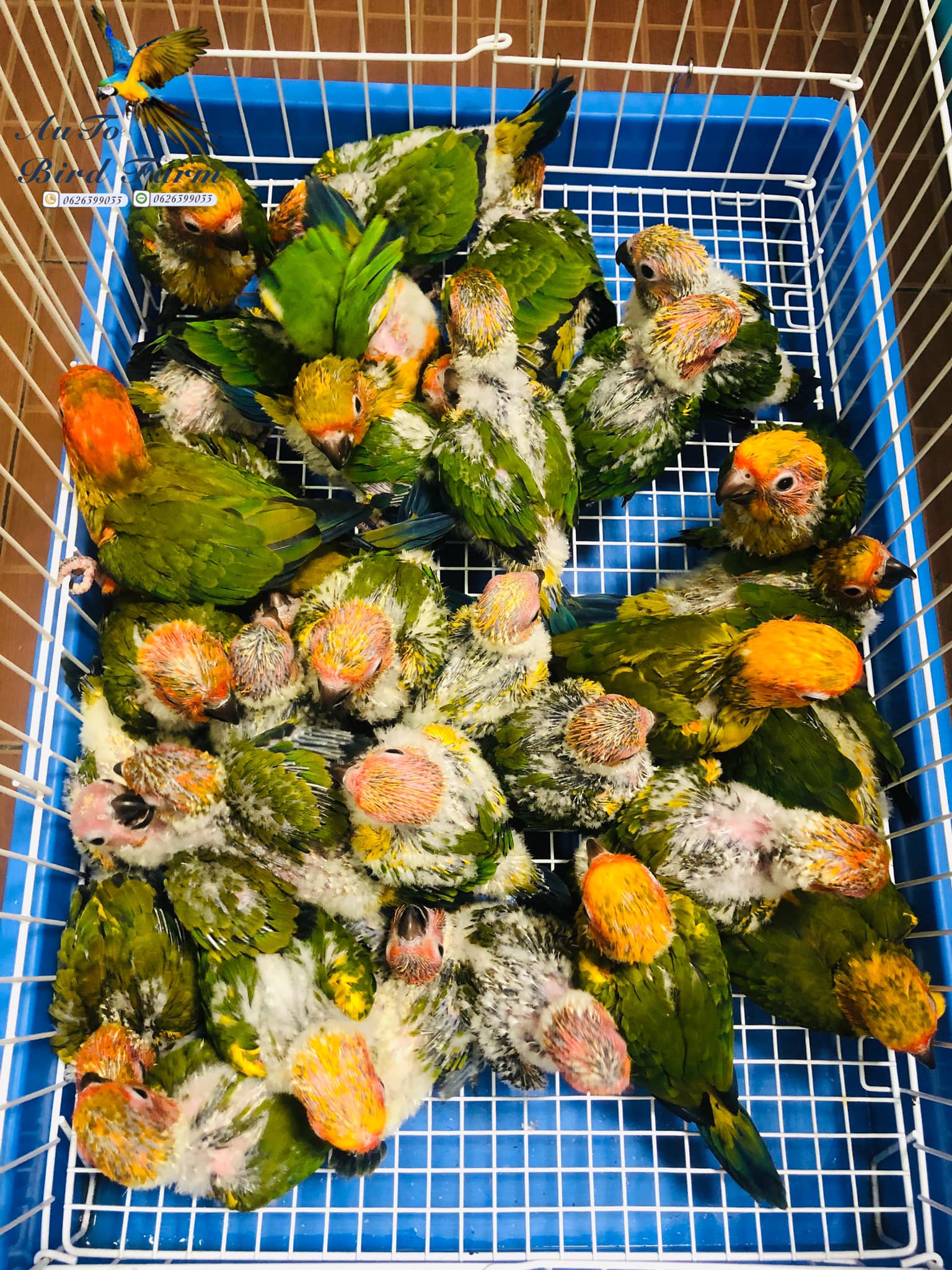 Auto Bird Farm - #ซันคอร์นัว 🐣 🥰นกเชื่องนก ฉลาด... | Facebook