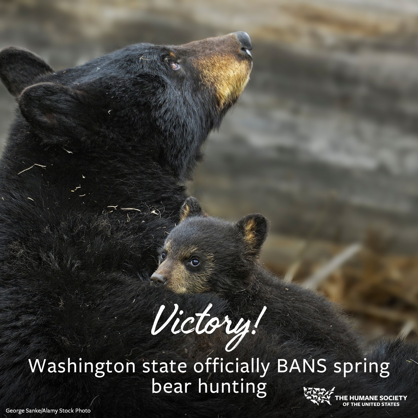 BREAKING NEWS! The Washington Fish and Wildlife Commission just voted ...