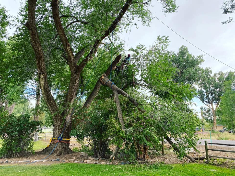 Eric’s Tree Service | Montrose CO