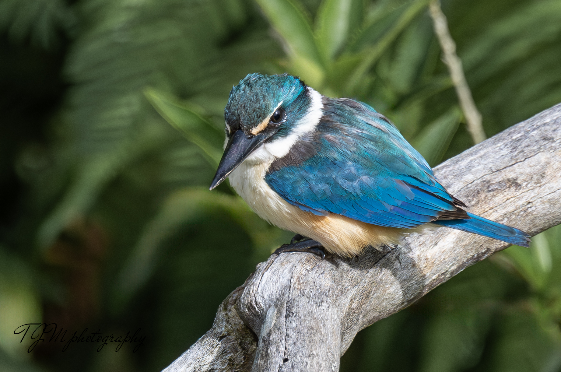 Kingfishers captured with Nikon Z9 and 800mm lens