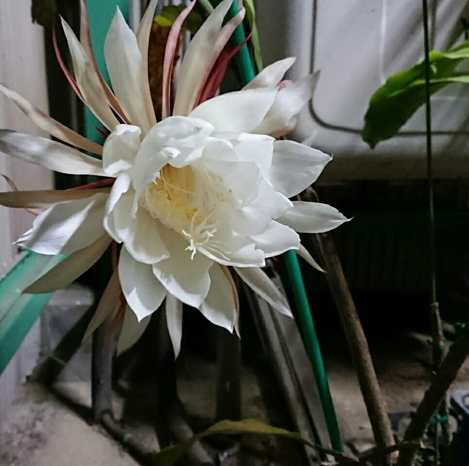 一写一詠
