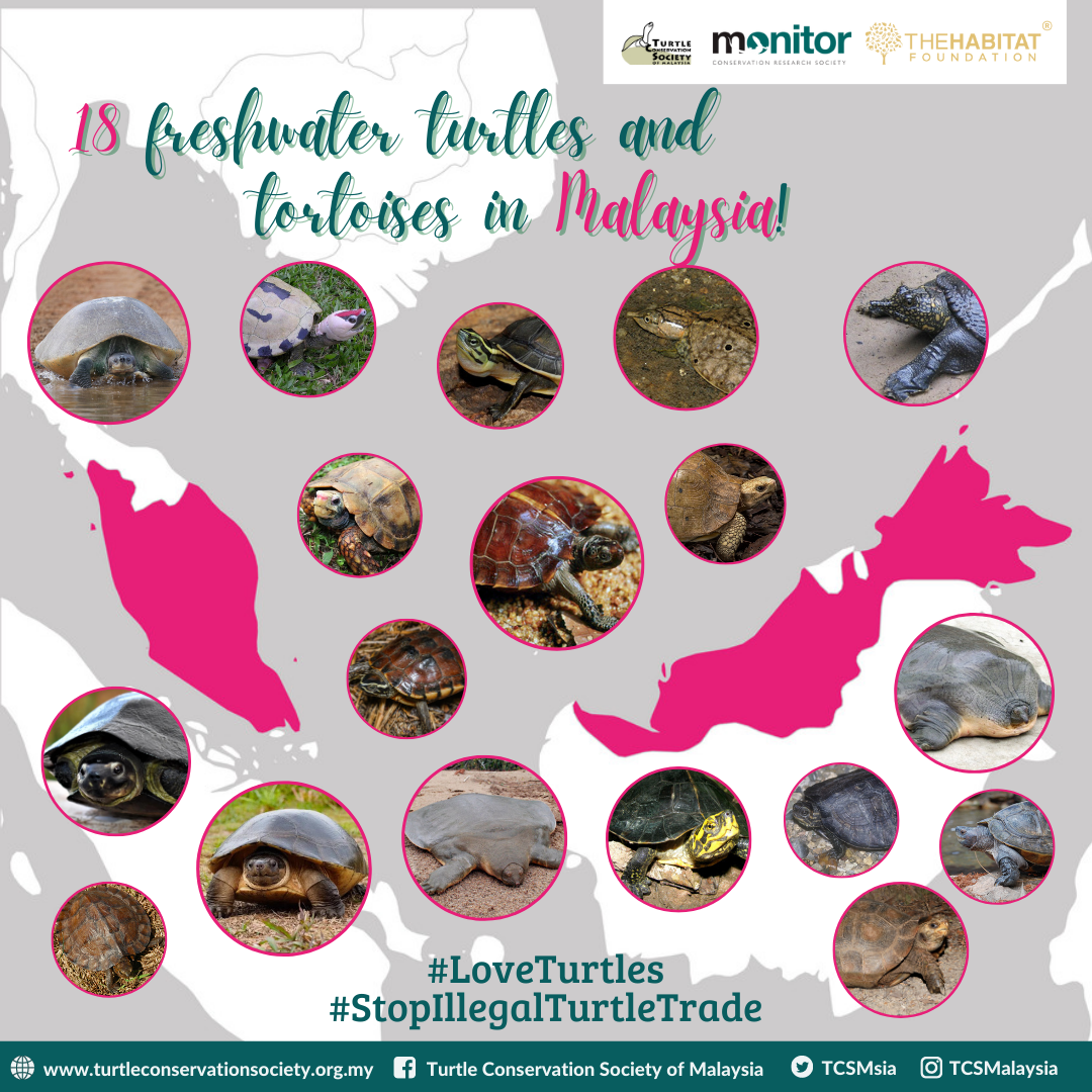 Turtle Conservation Society of Malaysia - Did you know that Malaysia 🇲🇾 ...