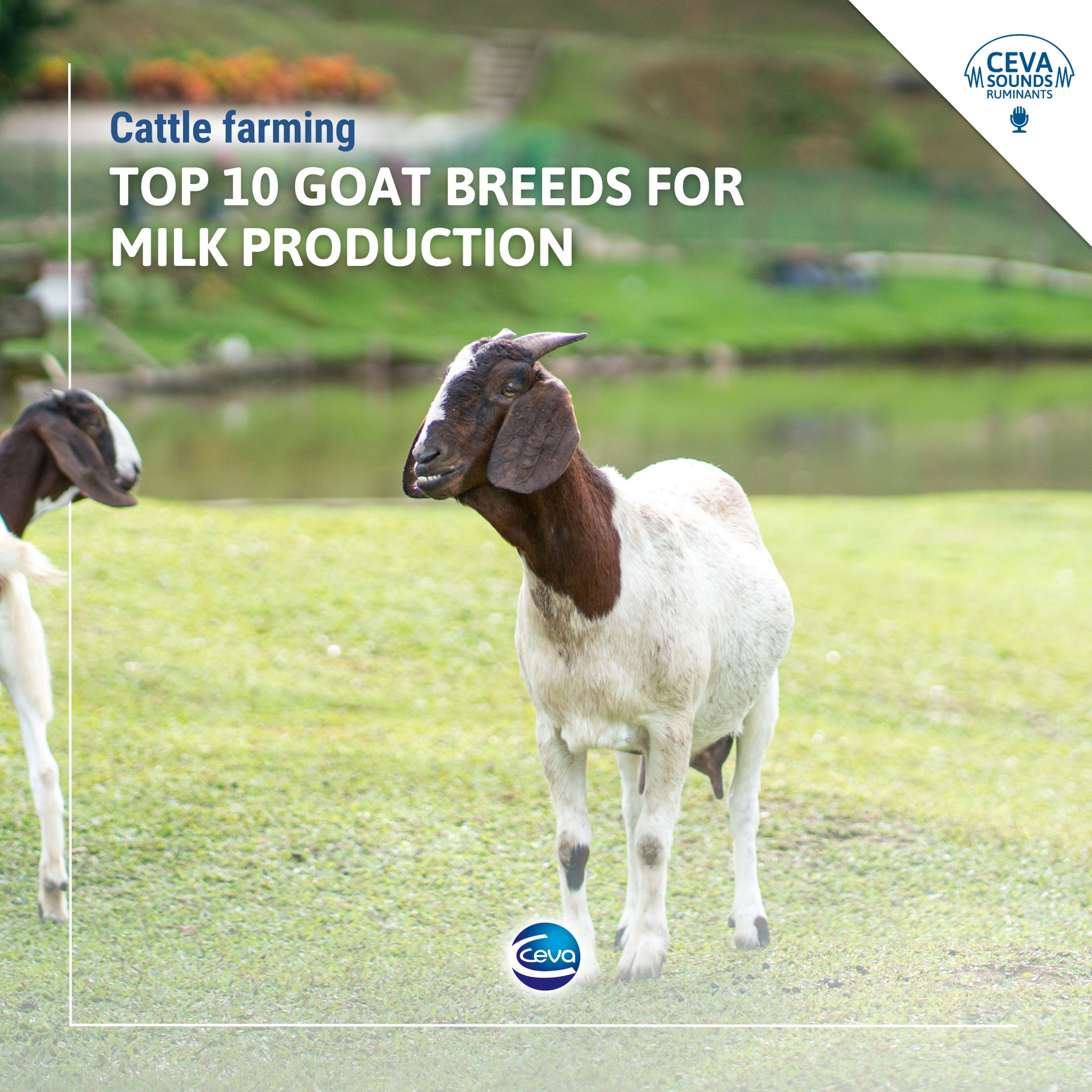 Ceva Ruminants - 🐐 Goat milk is well known for its healthy... | Facebook