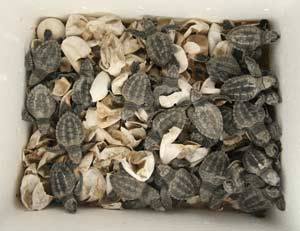 Sea - Photo Contest!! Deadline: August 31, 2013 Howdy sea turtle ...