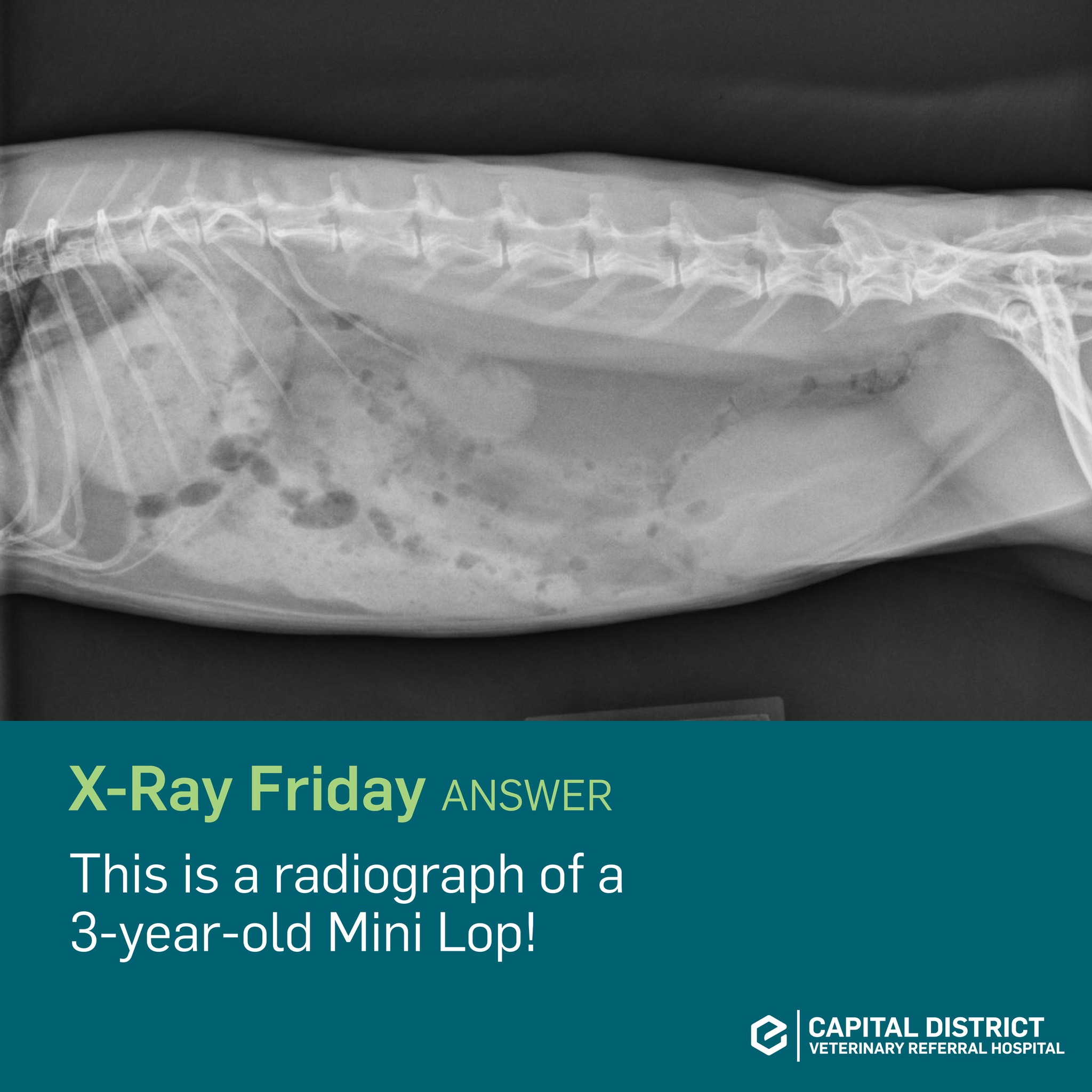 X-R... - SAVES - Small Animal Veterinary Emergency & Specialty