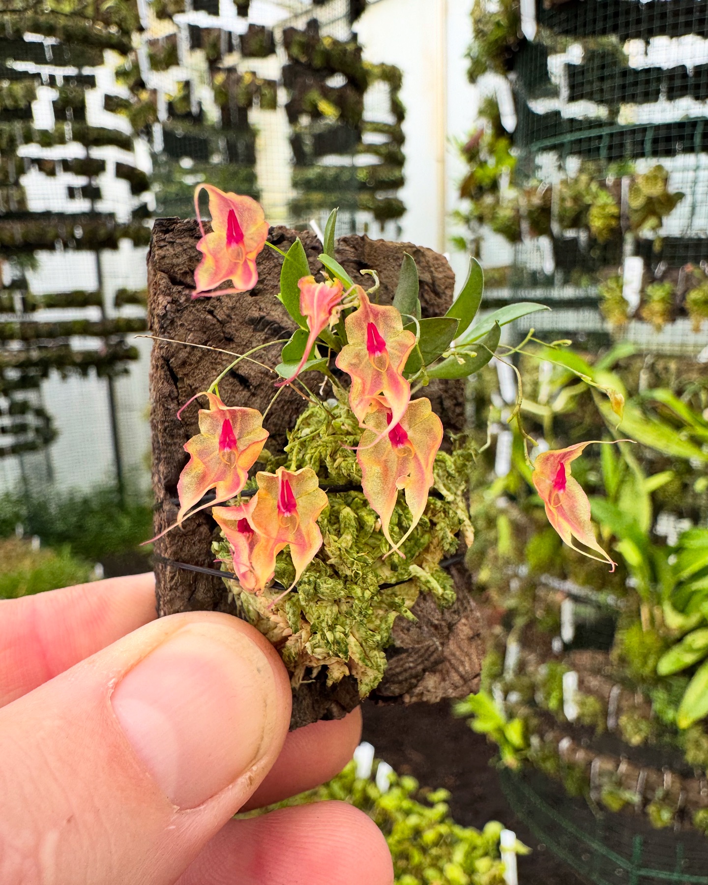 Lepanthes victorgonzalezii is just the bomb. Give it a couple of