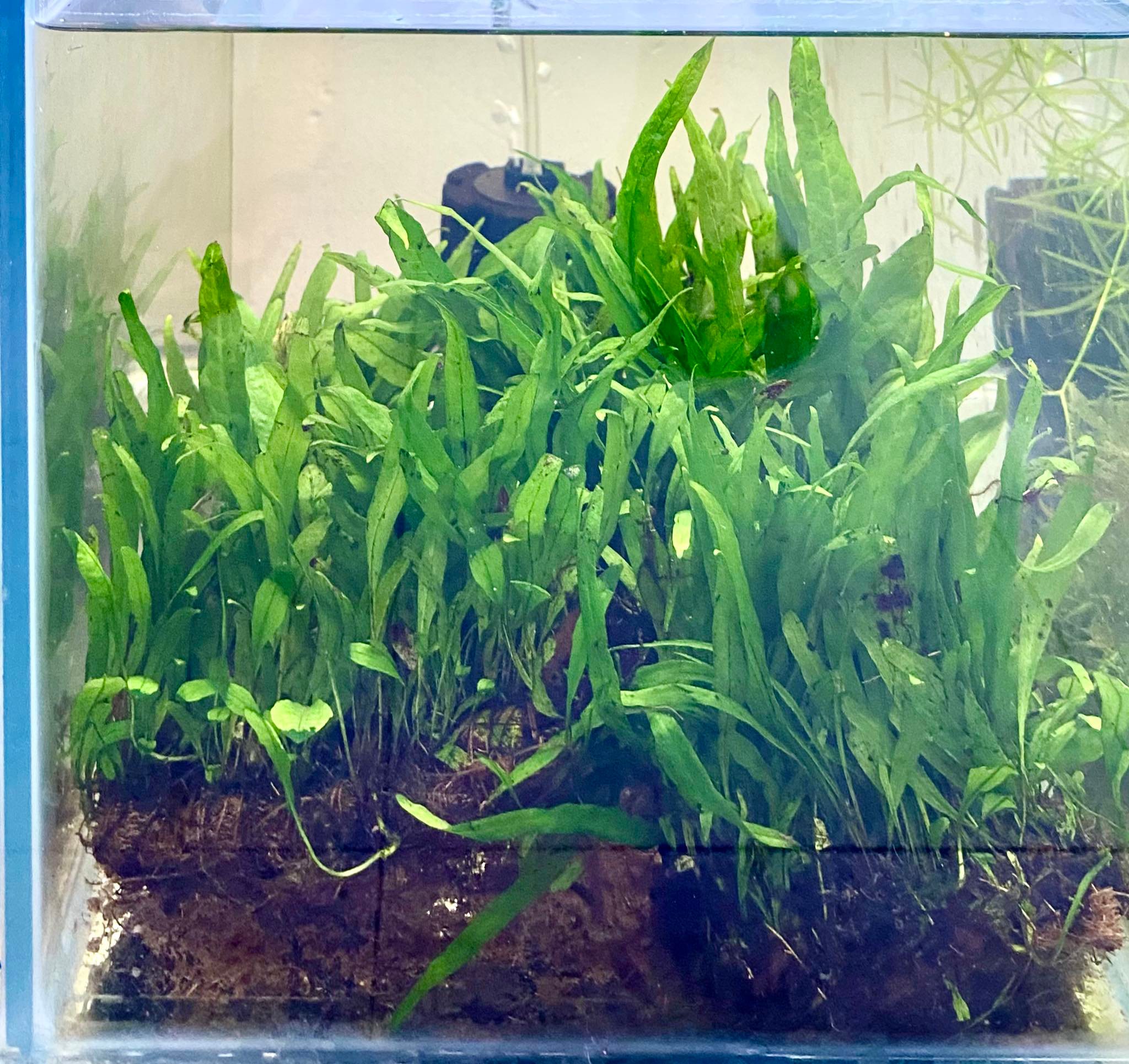 Backyardigans - Java Fern mini is one of the most popular...
